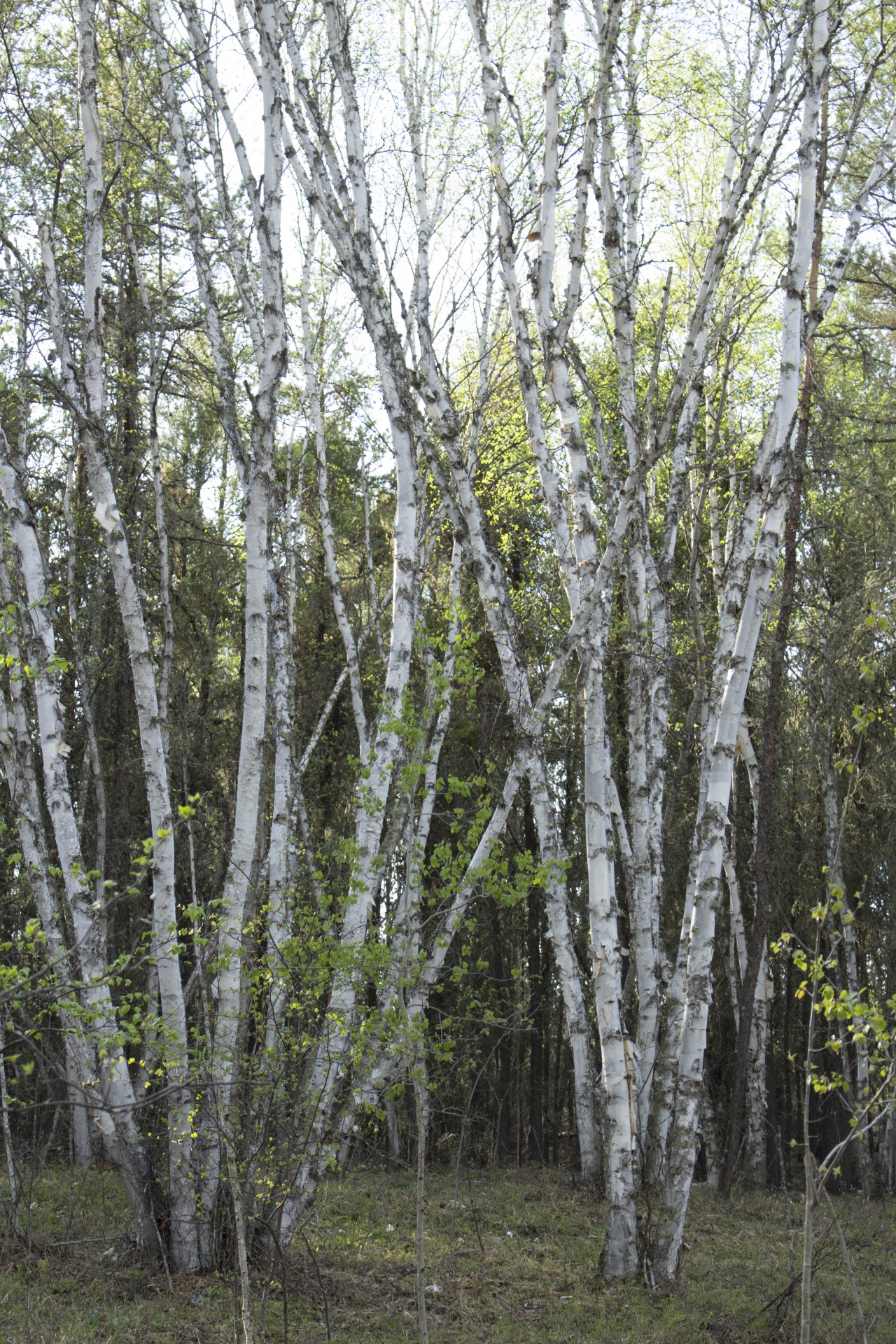 white birch bark free photo