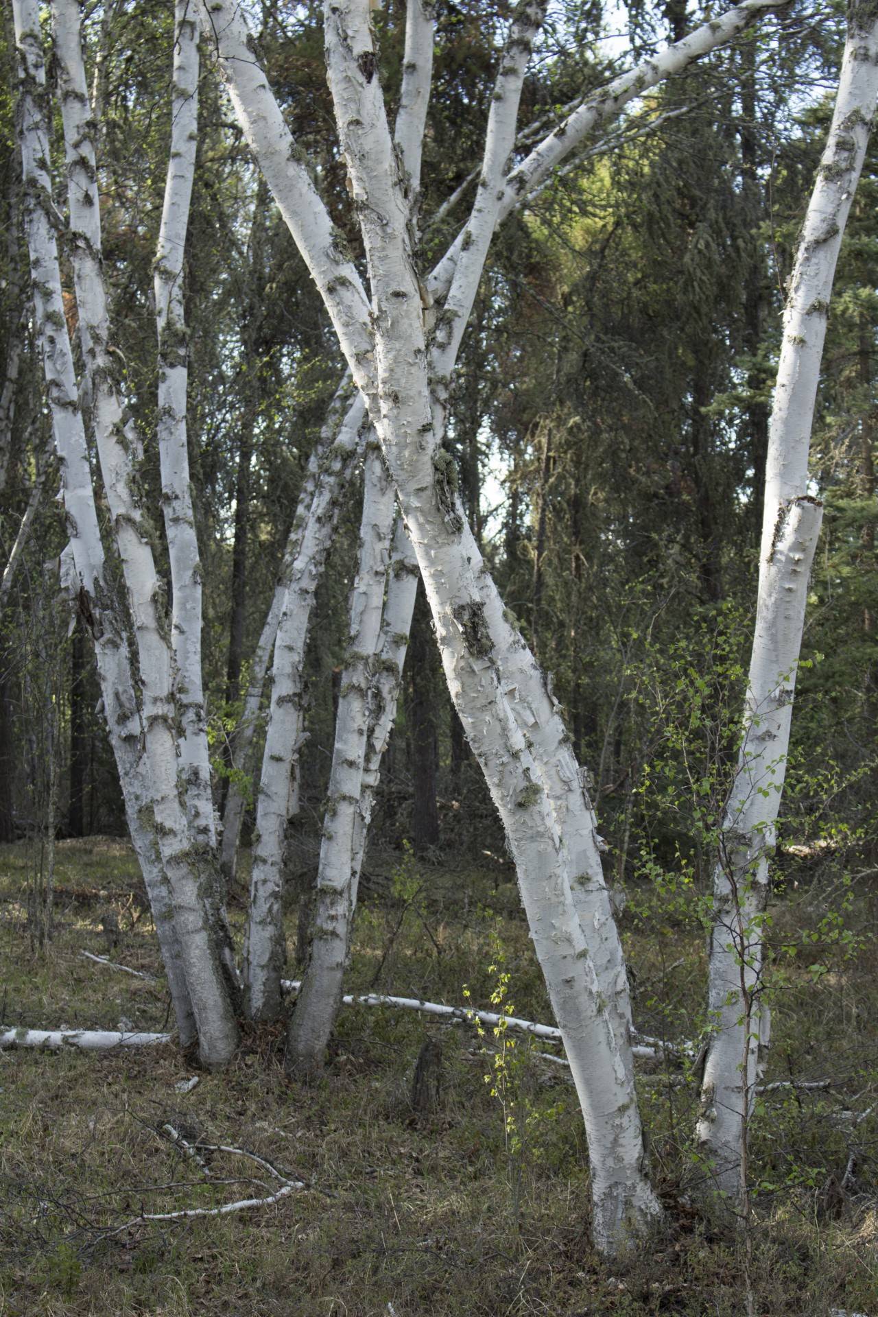 white birch bark free photo