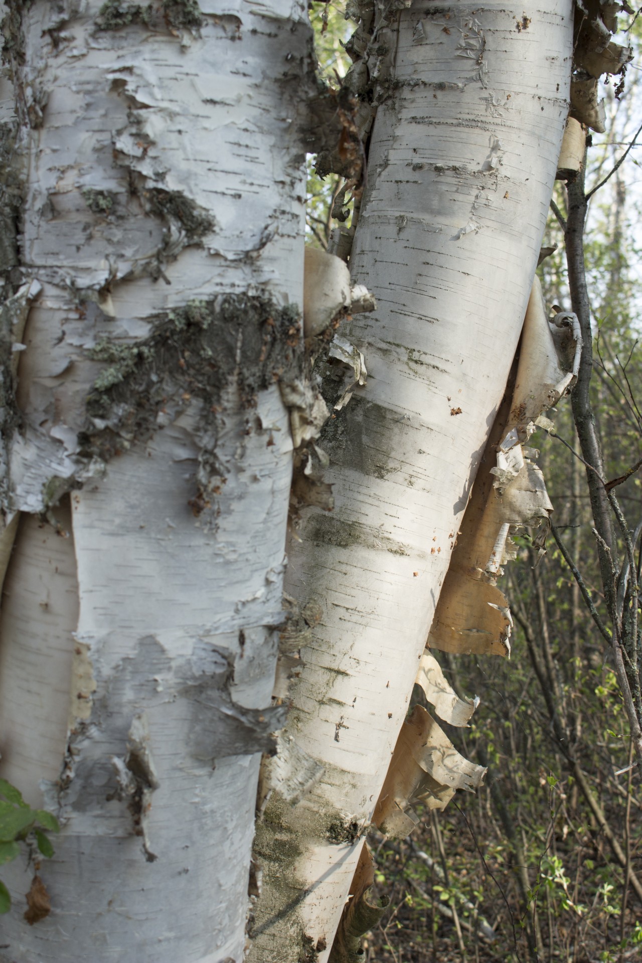 white birch bark free photo