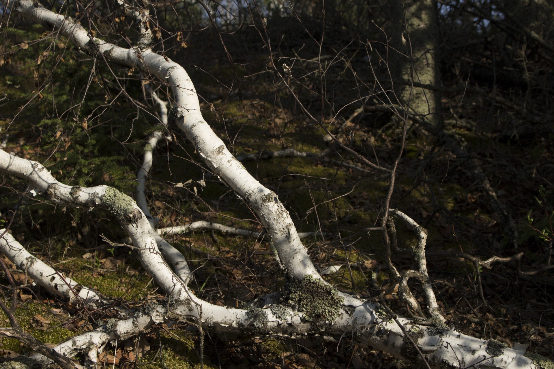 white birch bark free photo