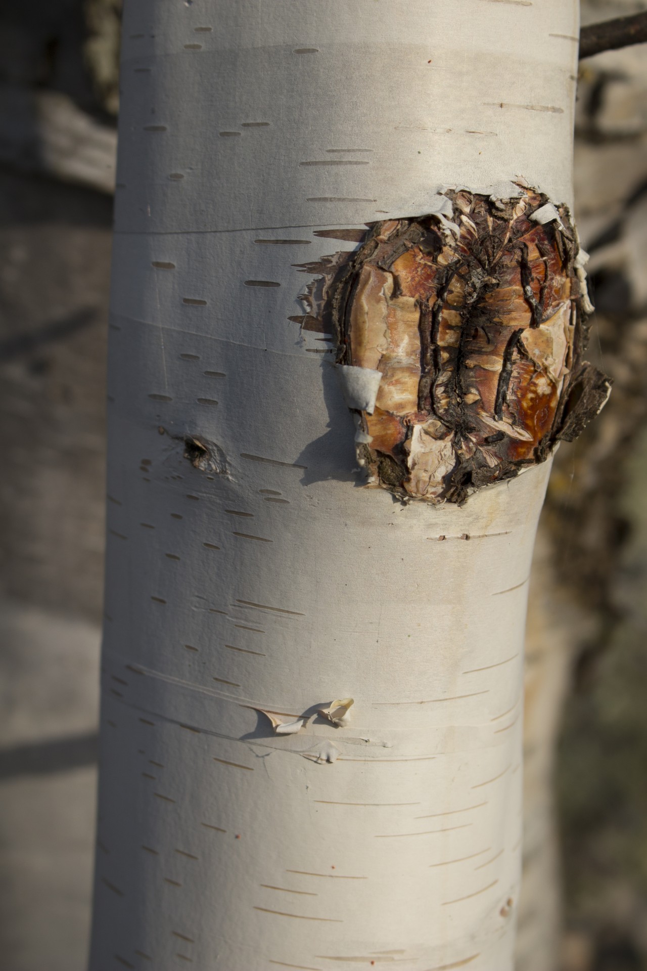 white birch bark free photo