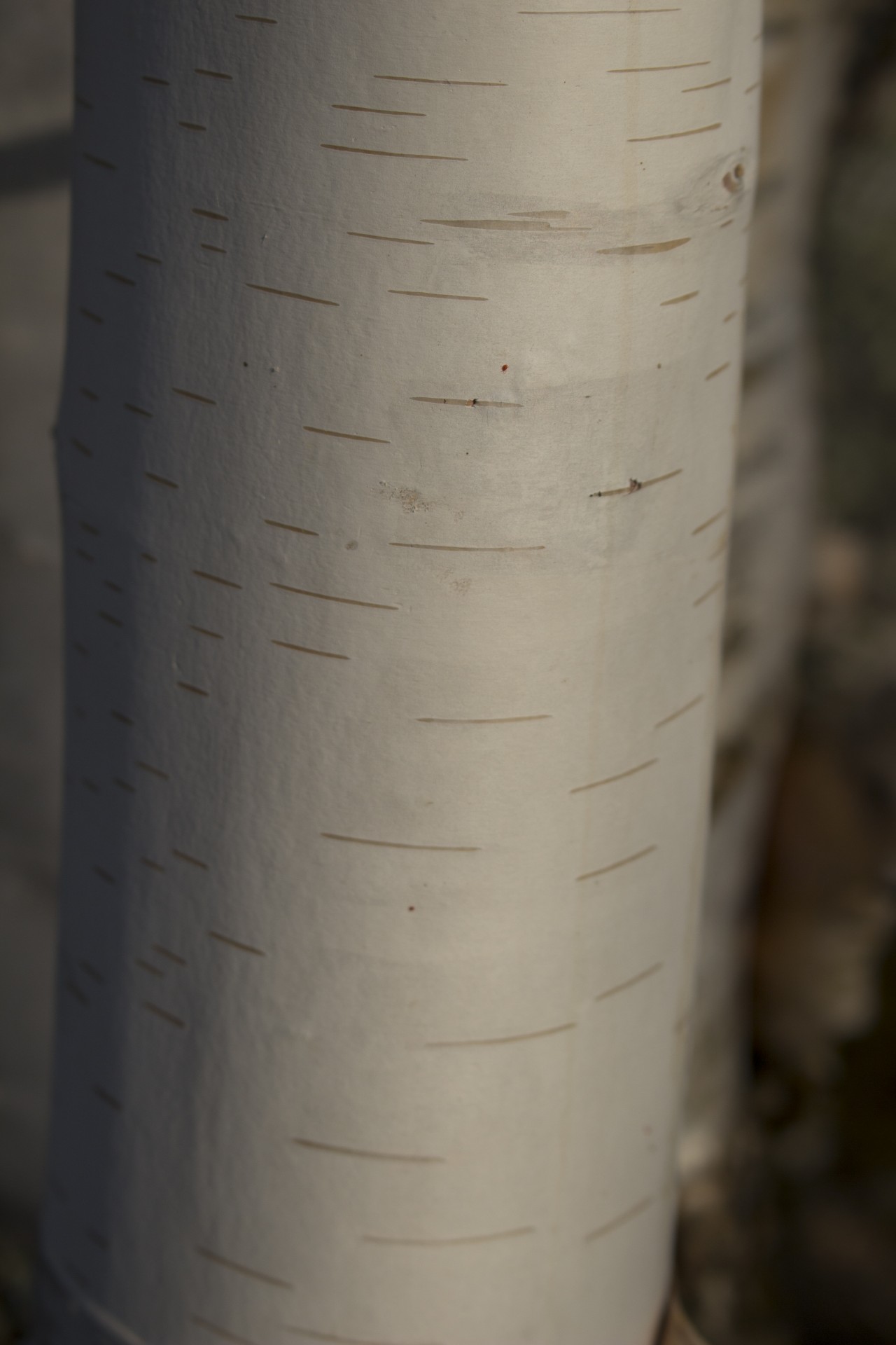 white birch bark free photo