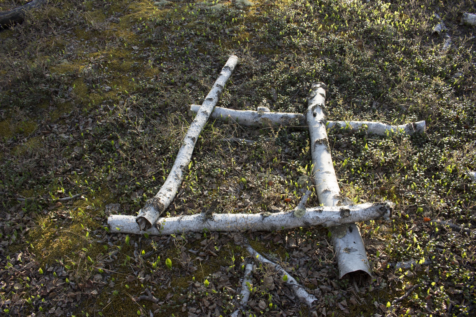 white birch bark free photo