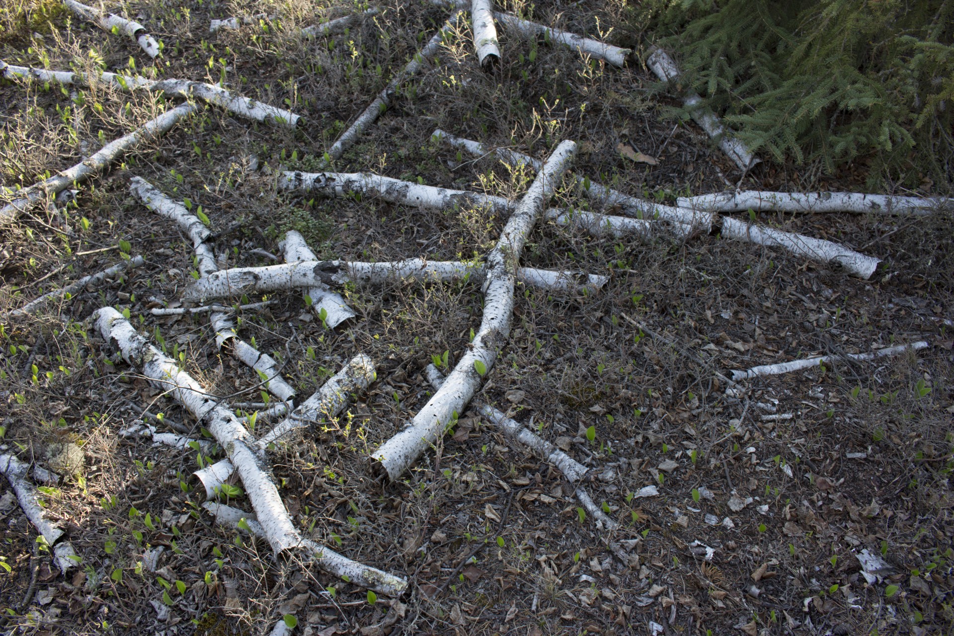 white birch bark free photo