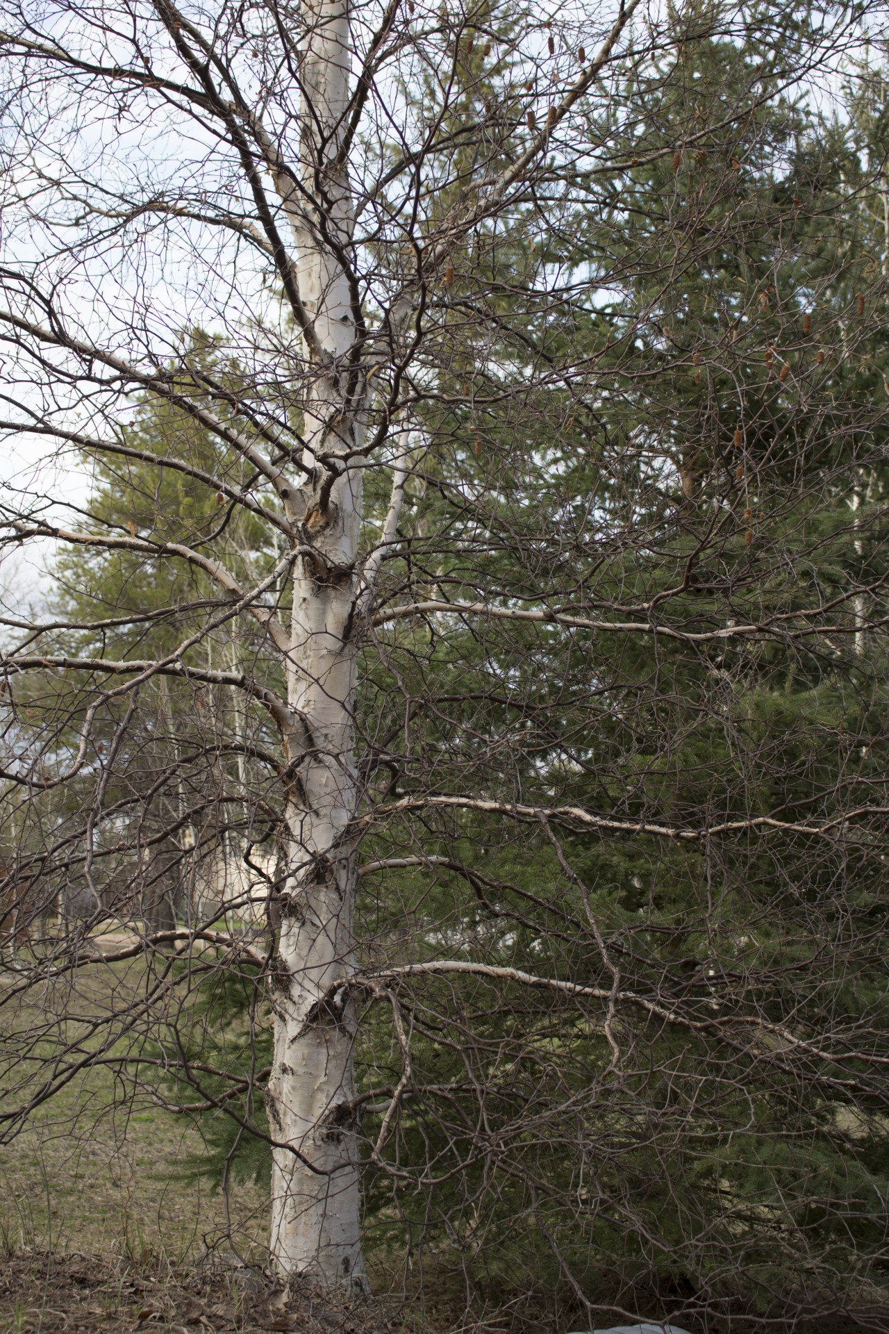 white birch tree free photo