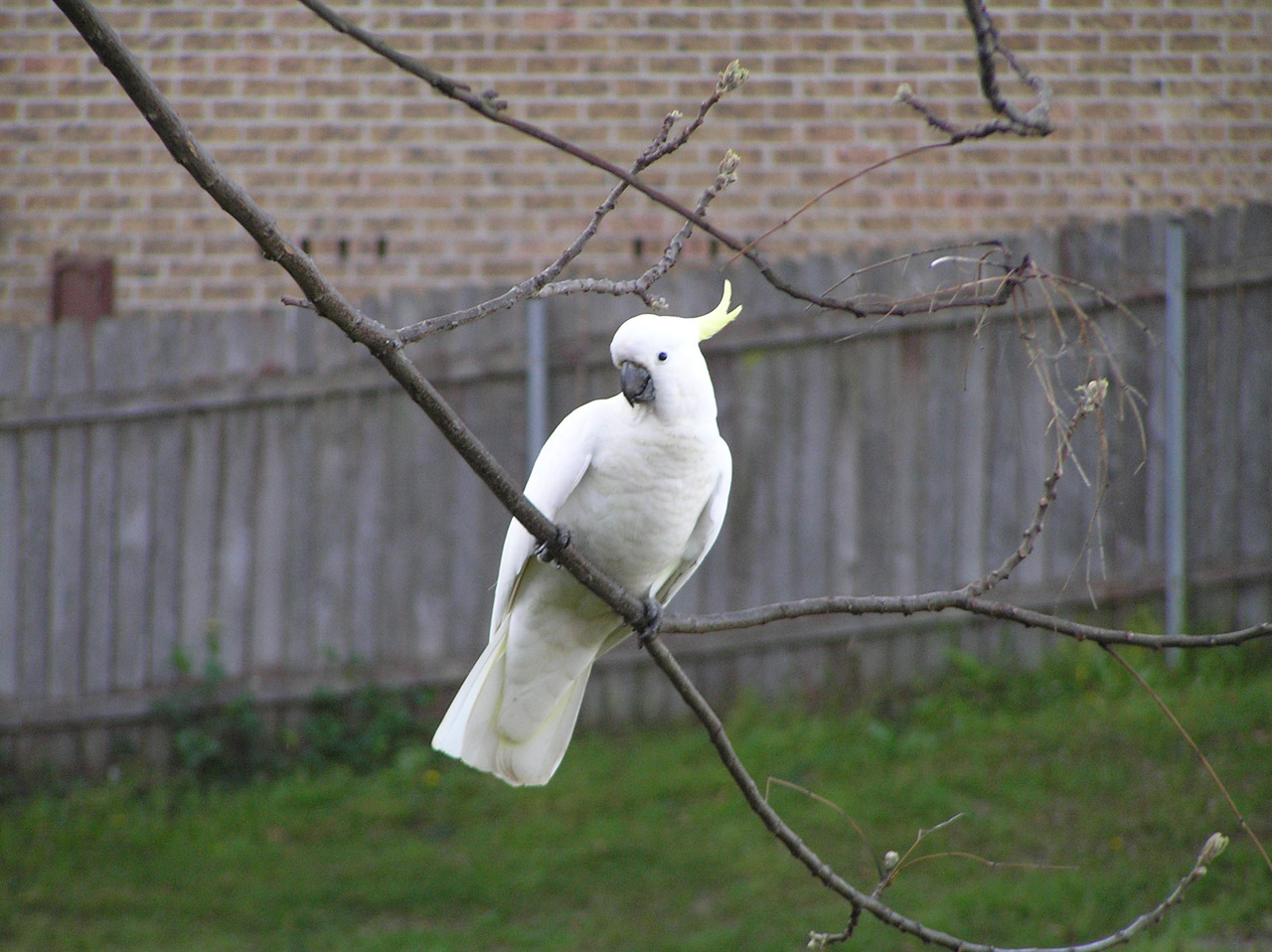 bird cockatoo cocky free photo