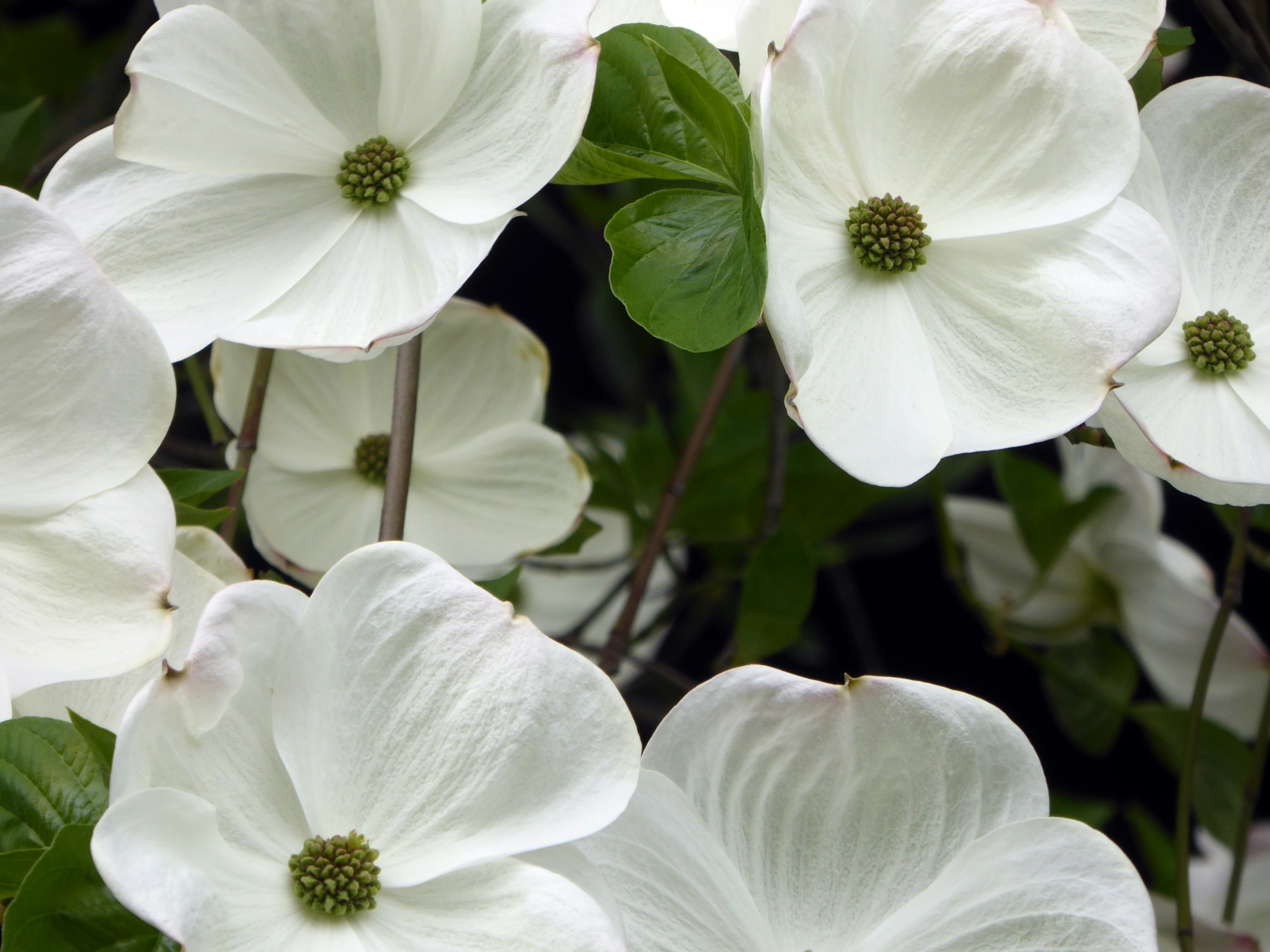 flower flowers white free photo