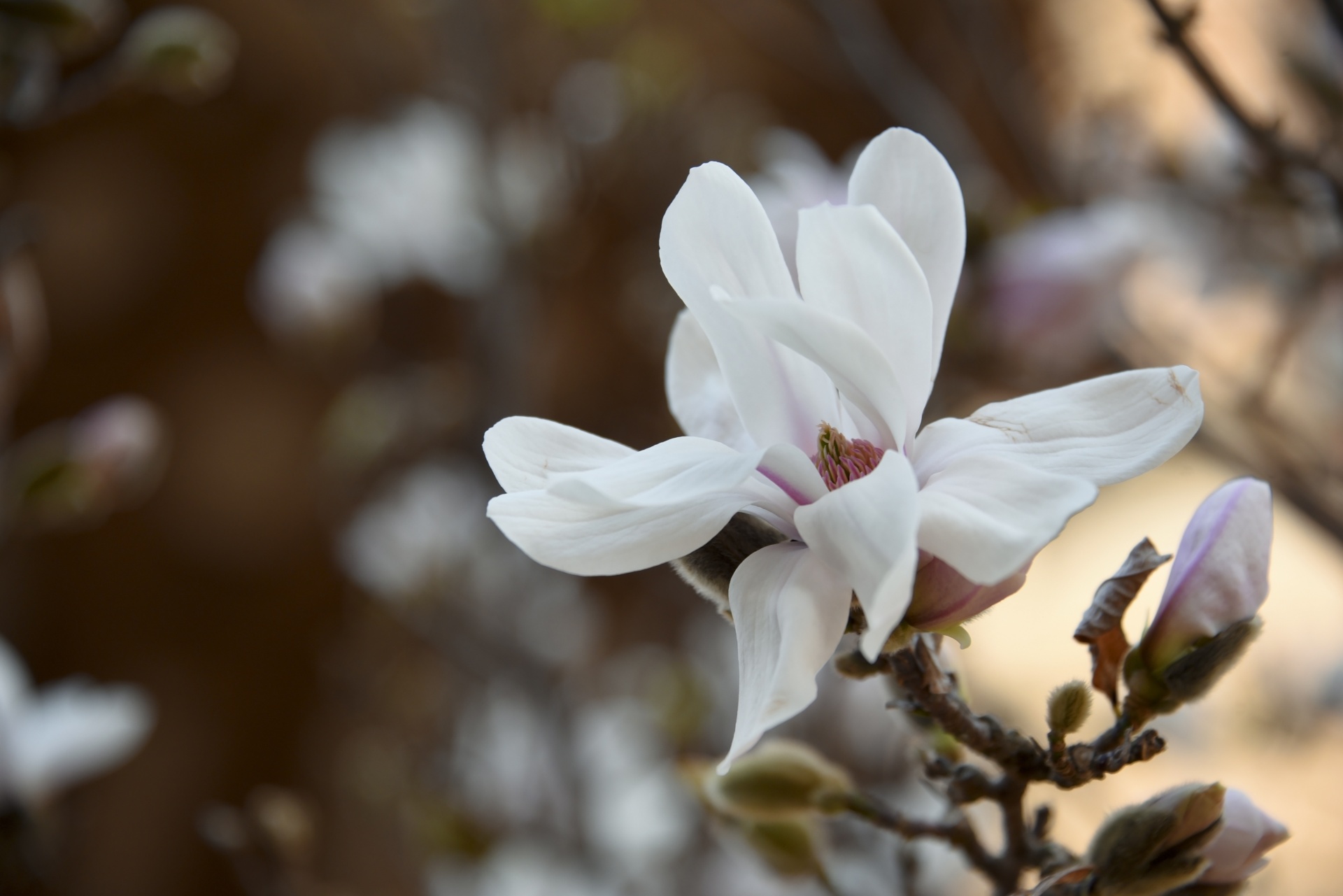 flower white pink free photo