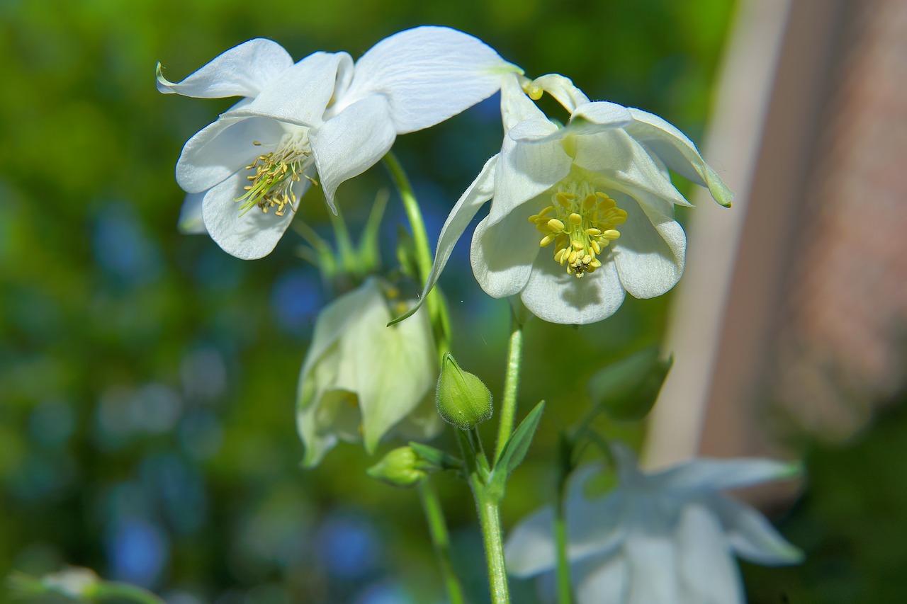 white blossom garden early summer free photo