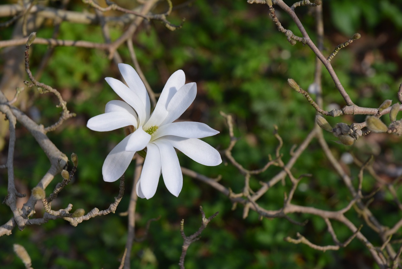 white blossom green star magnolia free photo