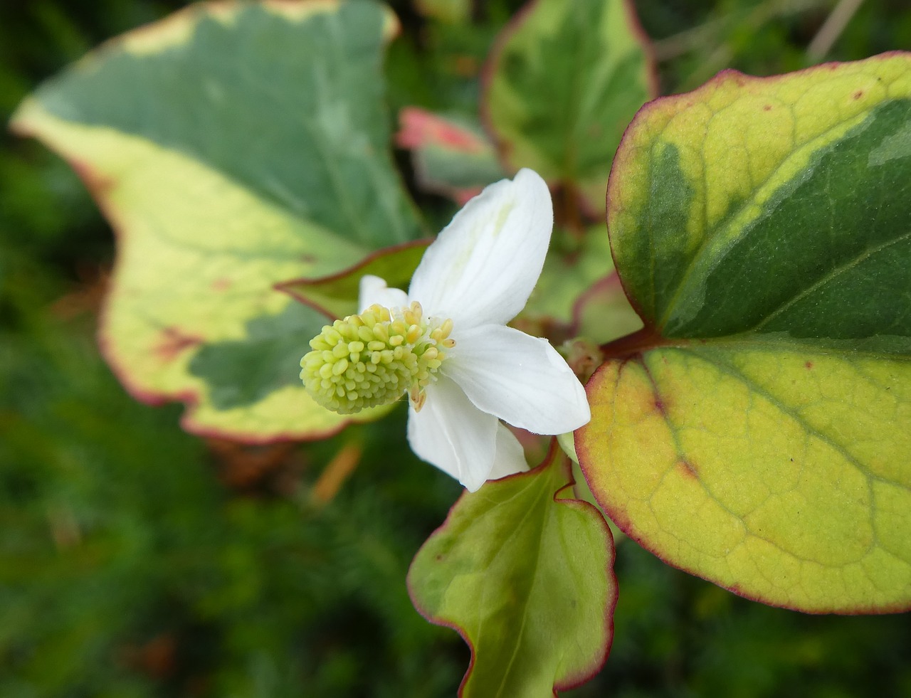 white blossom  close up  wild flower free photo