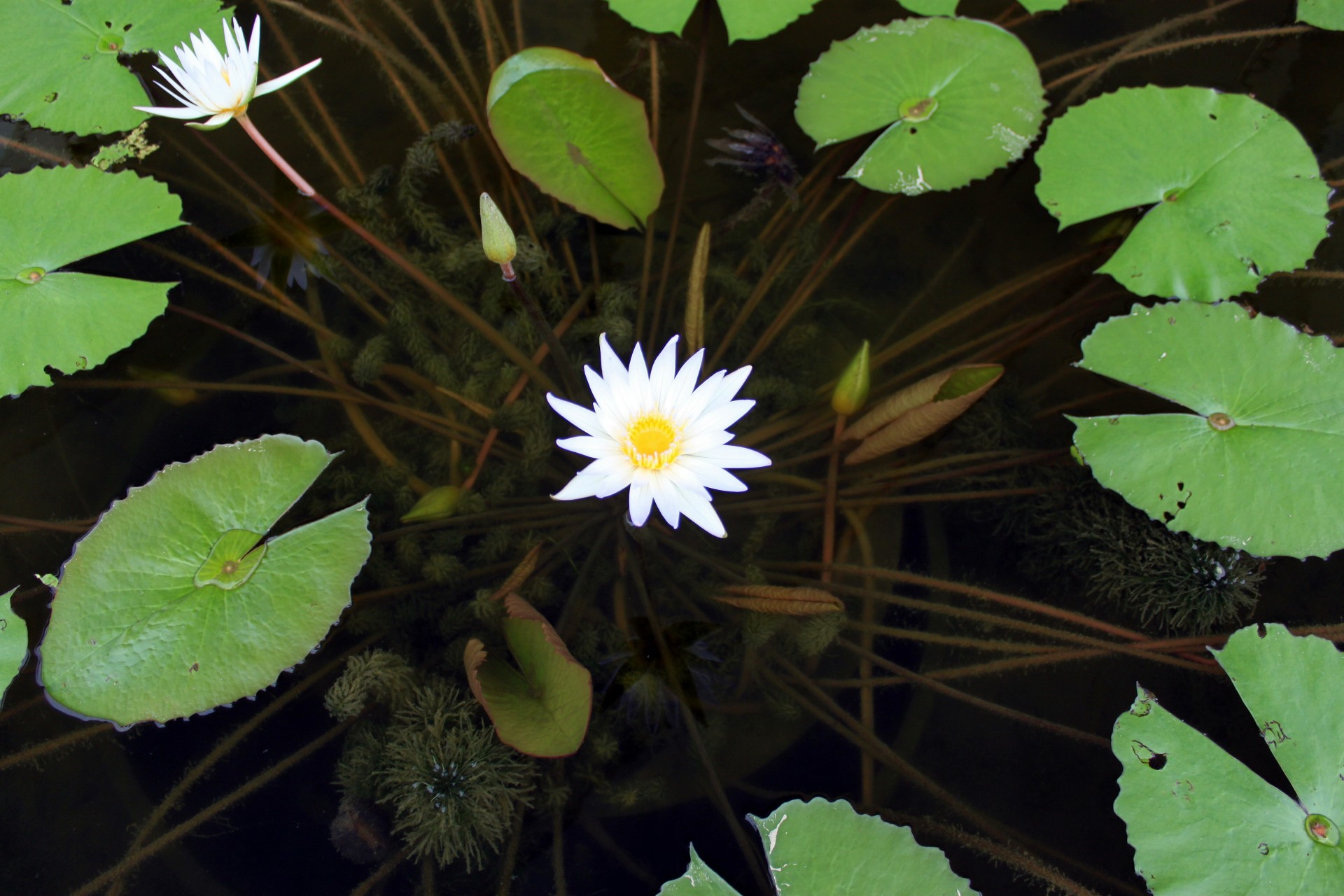 white blossom lotus flower lotus leaves pond free photo