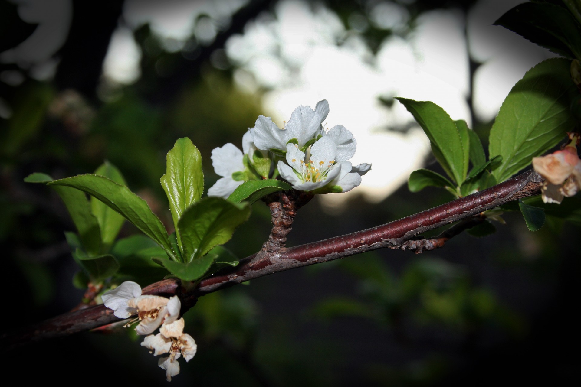 flowers blooms white free photo