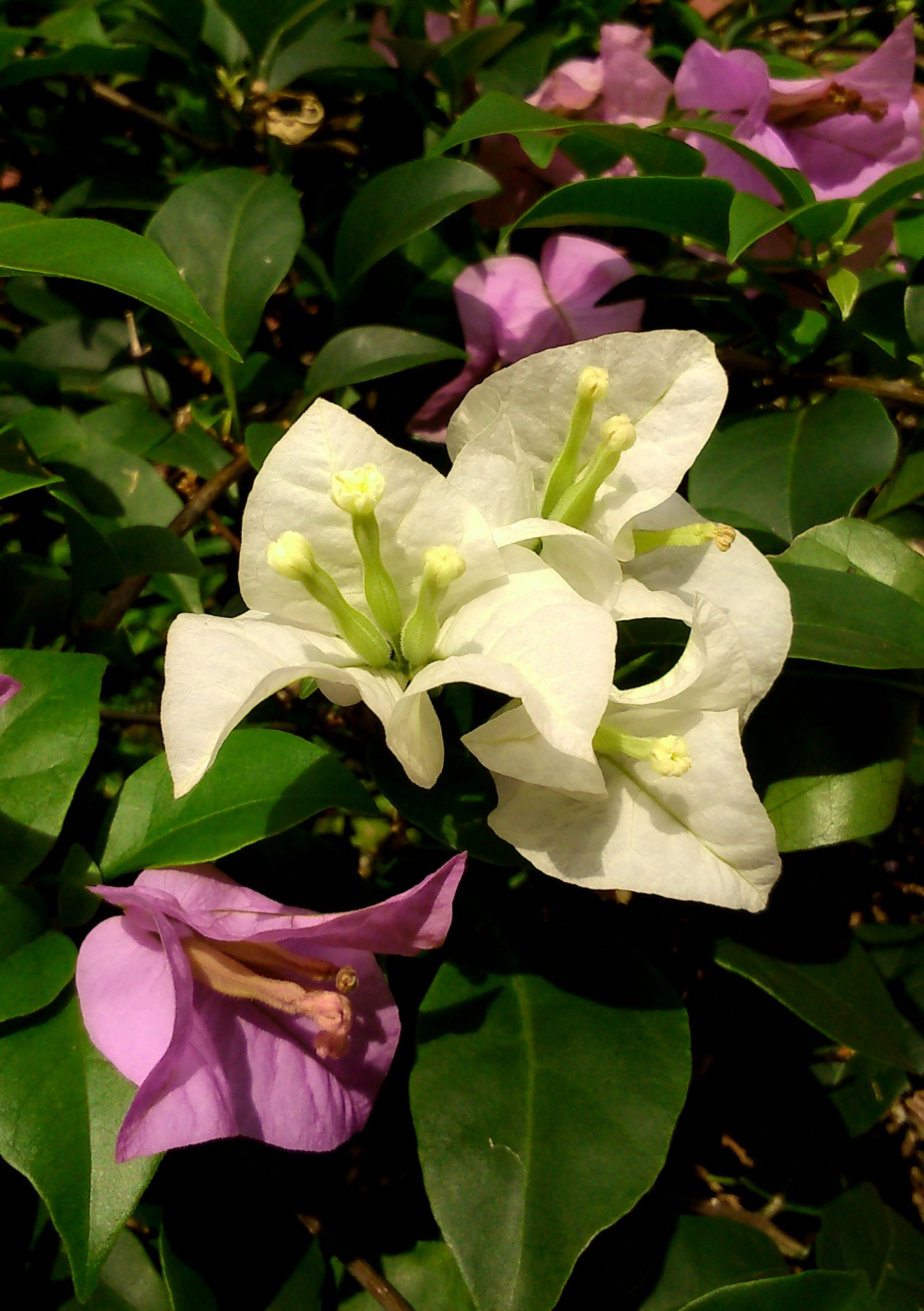 flower white bougainvillea free photo