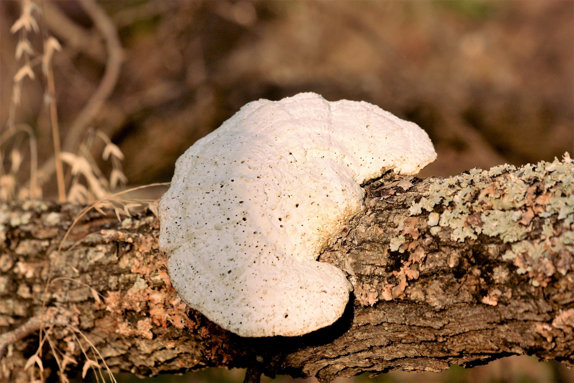 nature fungi bracket free photo
