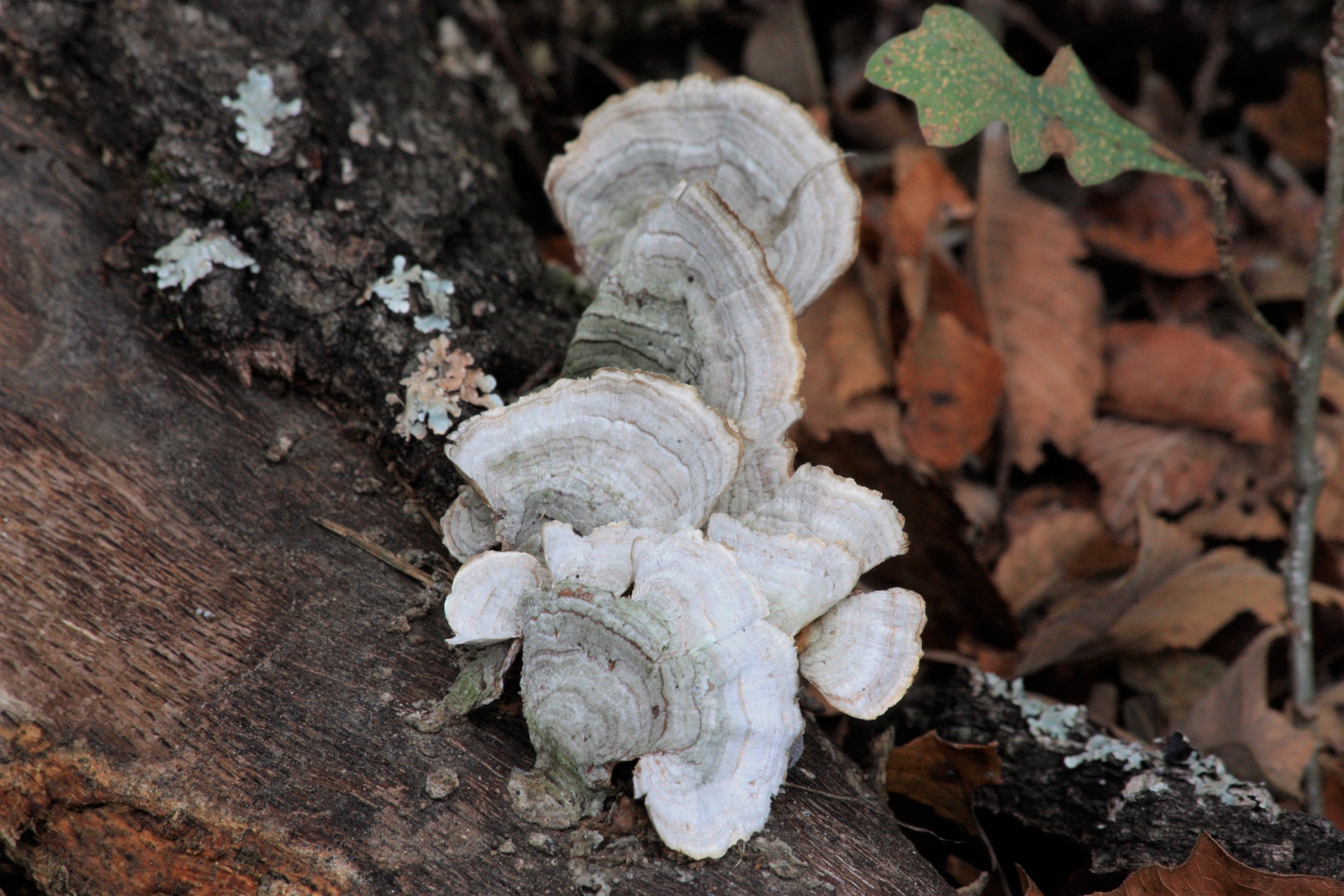 nature fungi bracket free photo