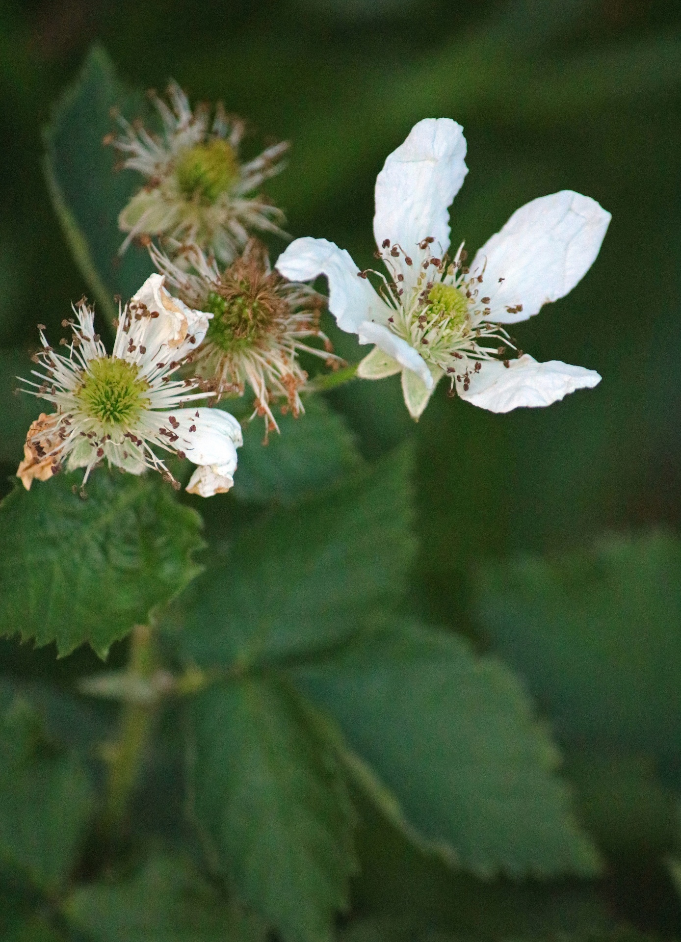 blossom flower white free photo