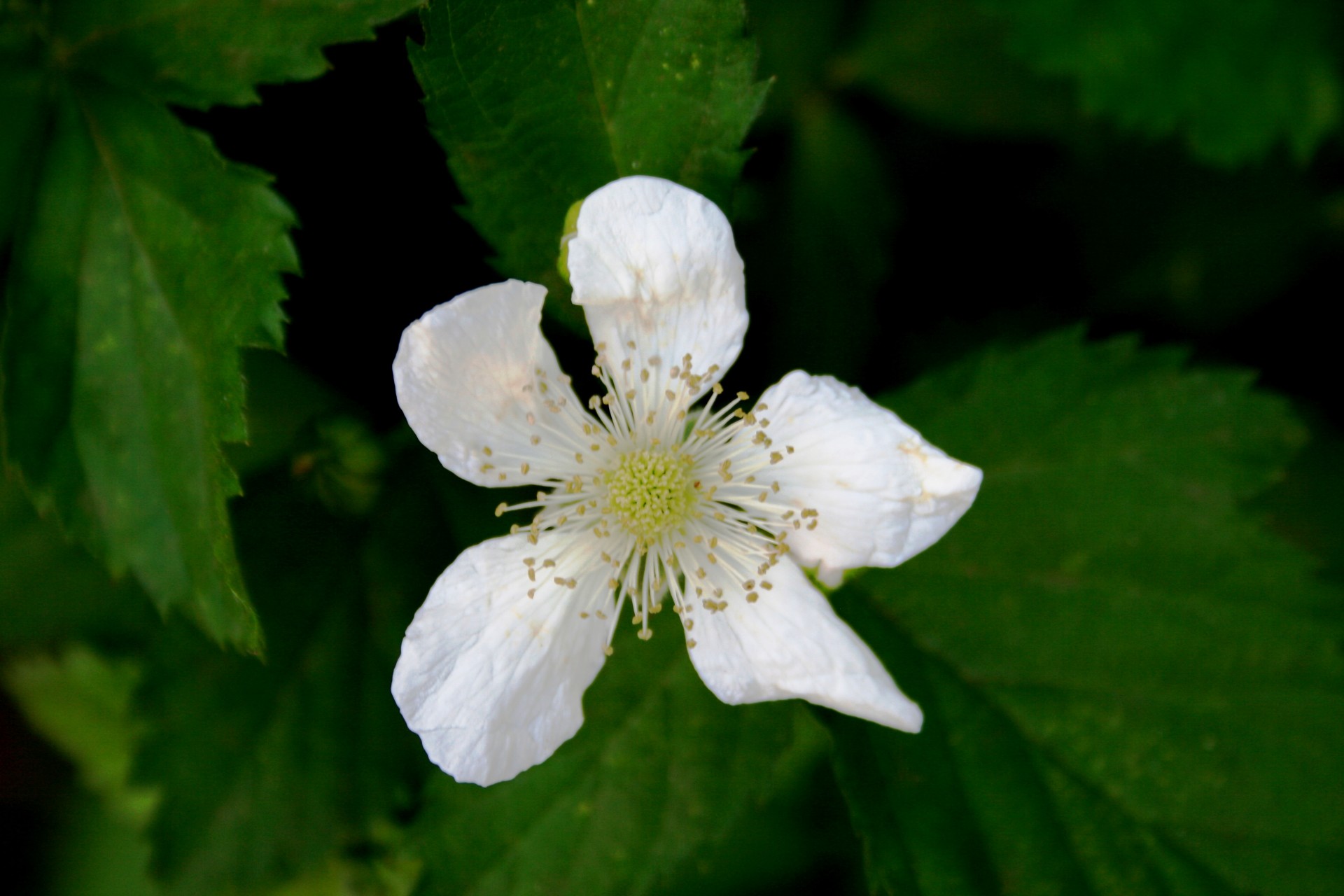 flower bloom white free photo