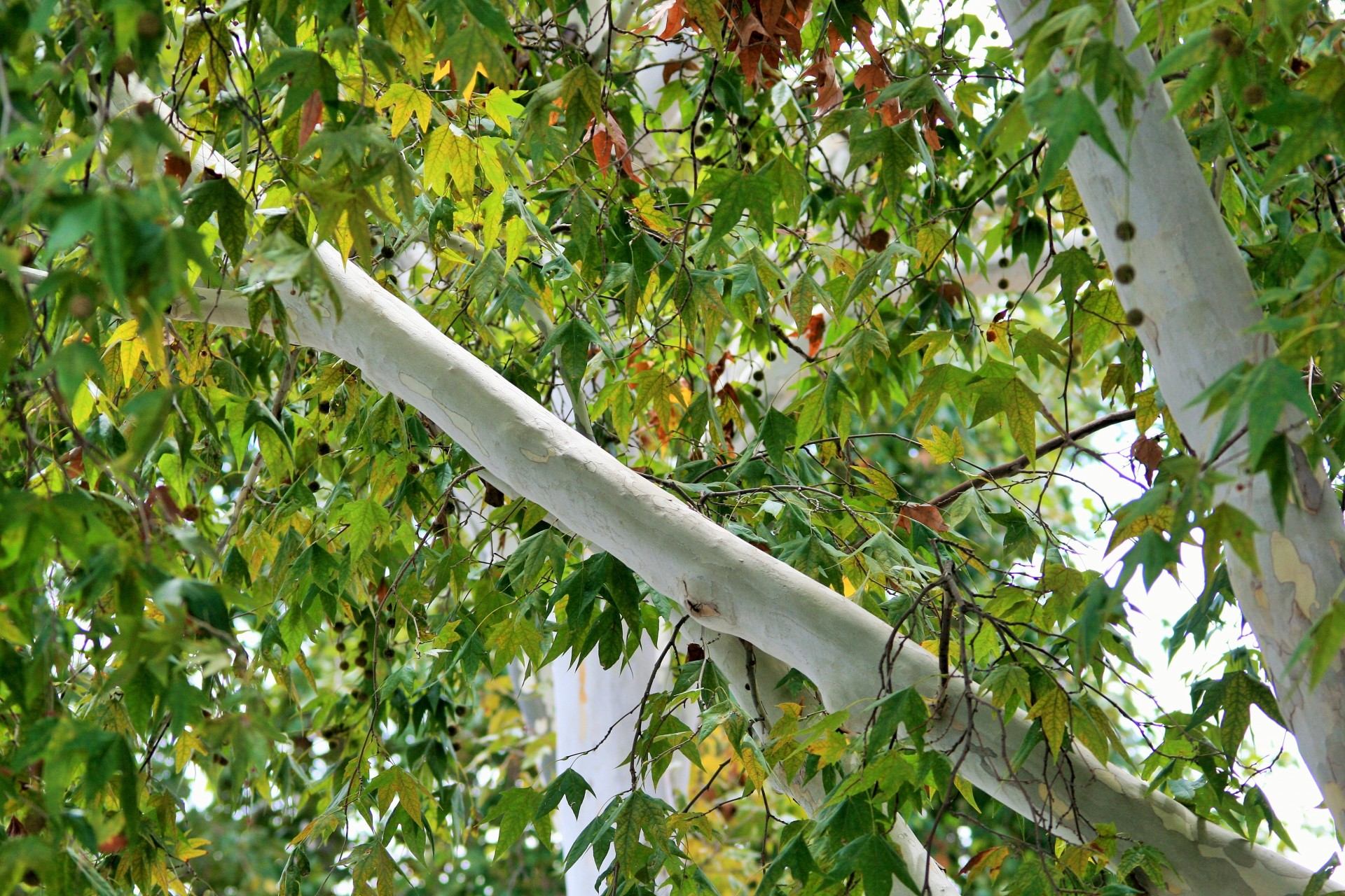 tree maple leaves free photo