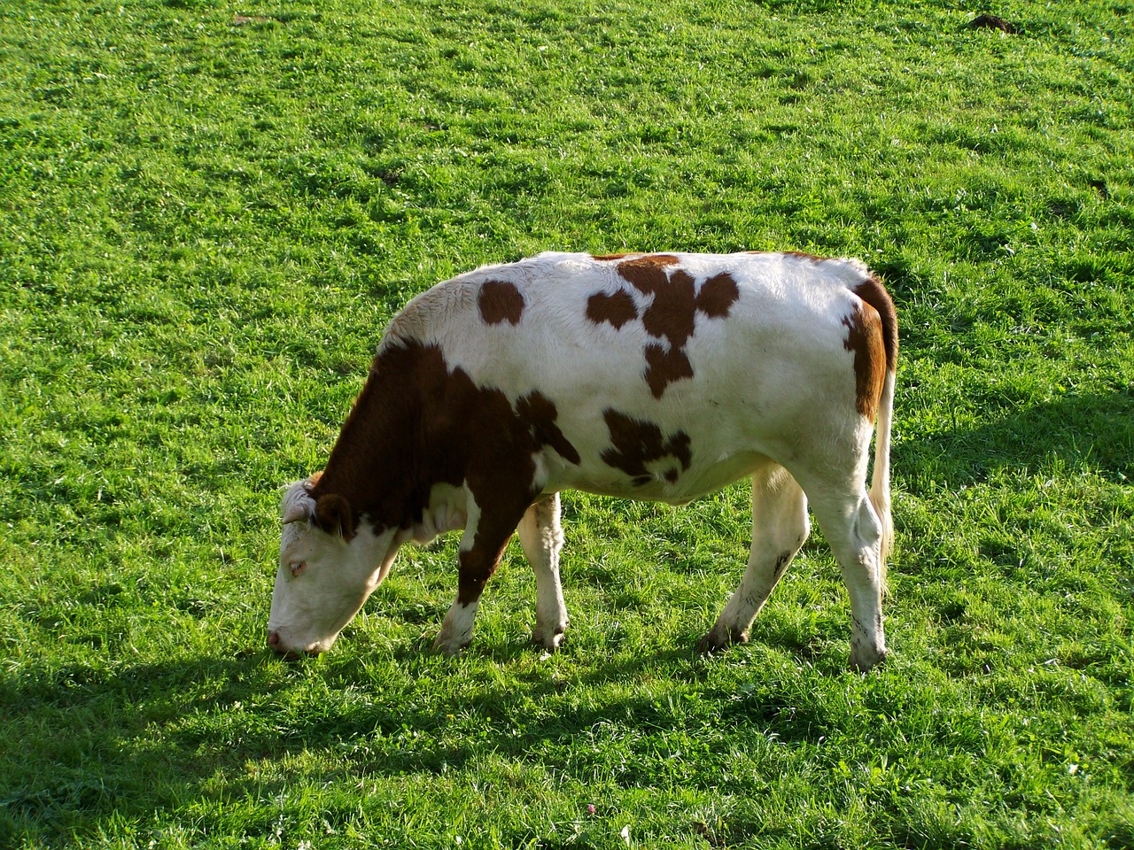 white-brown cattle animal milk production free photo