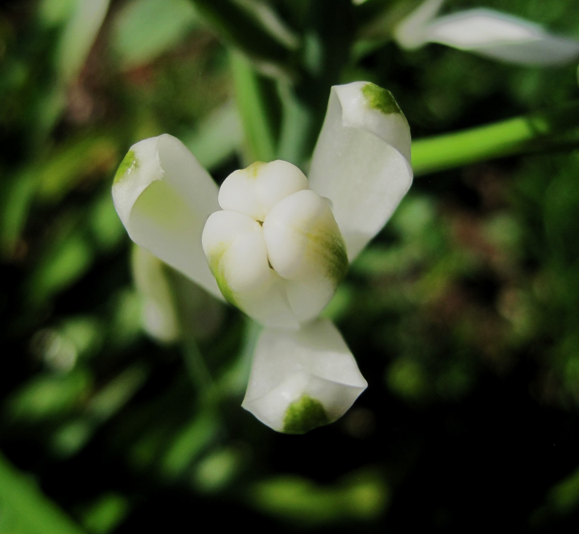 flower bud white green free photo