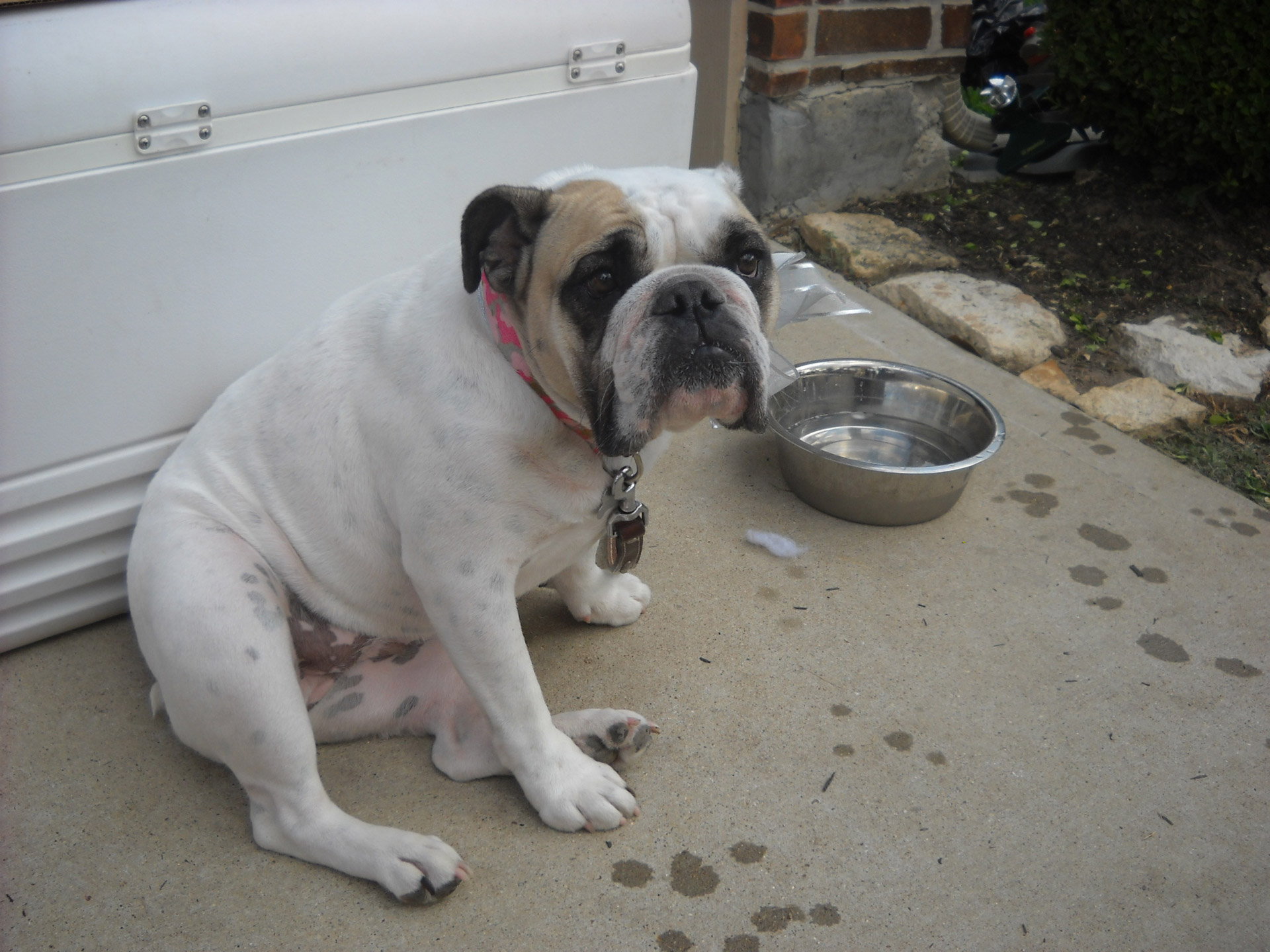 dog frown white free photo