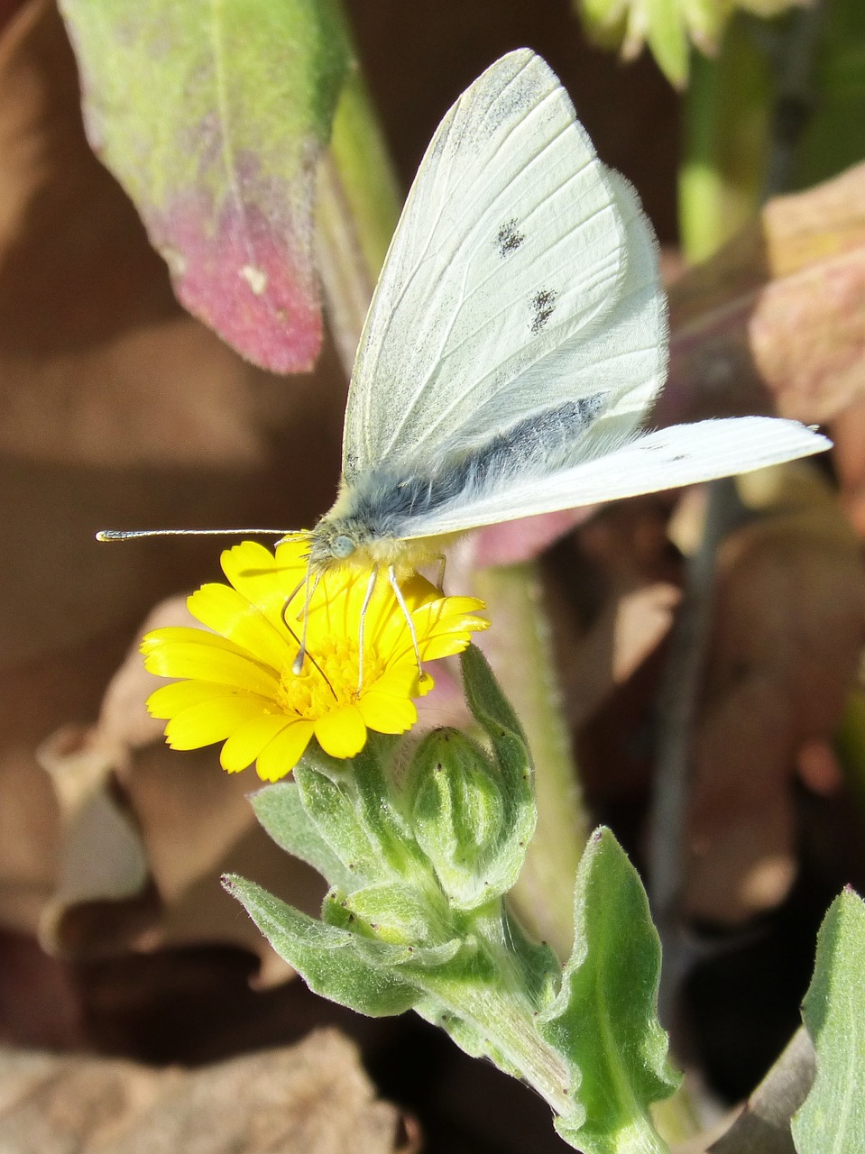 white butterfly butterfly libar free photo