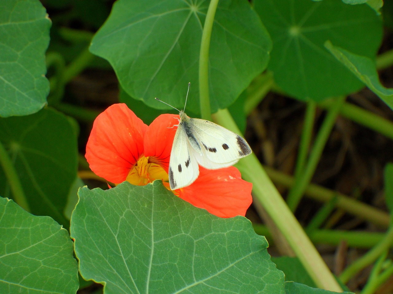 white butterfly red flower green leaves free photo