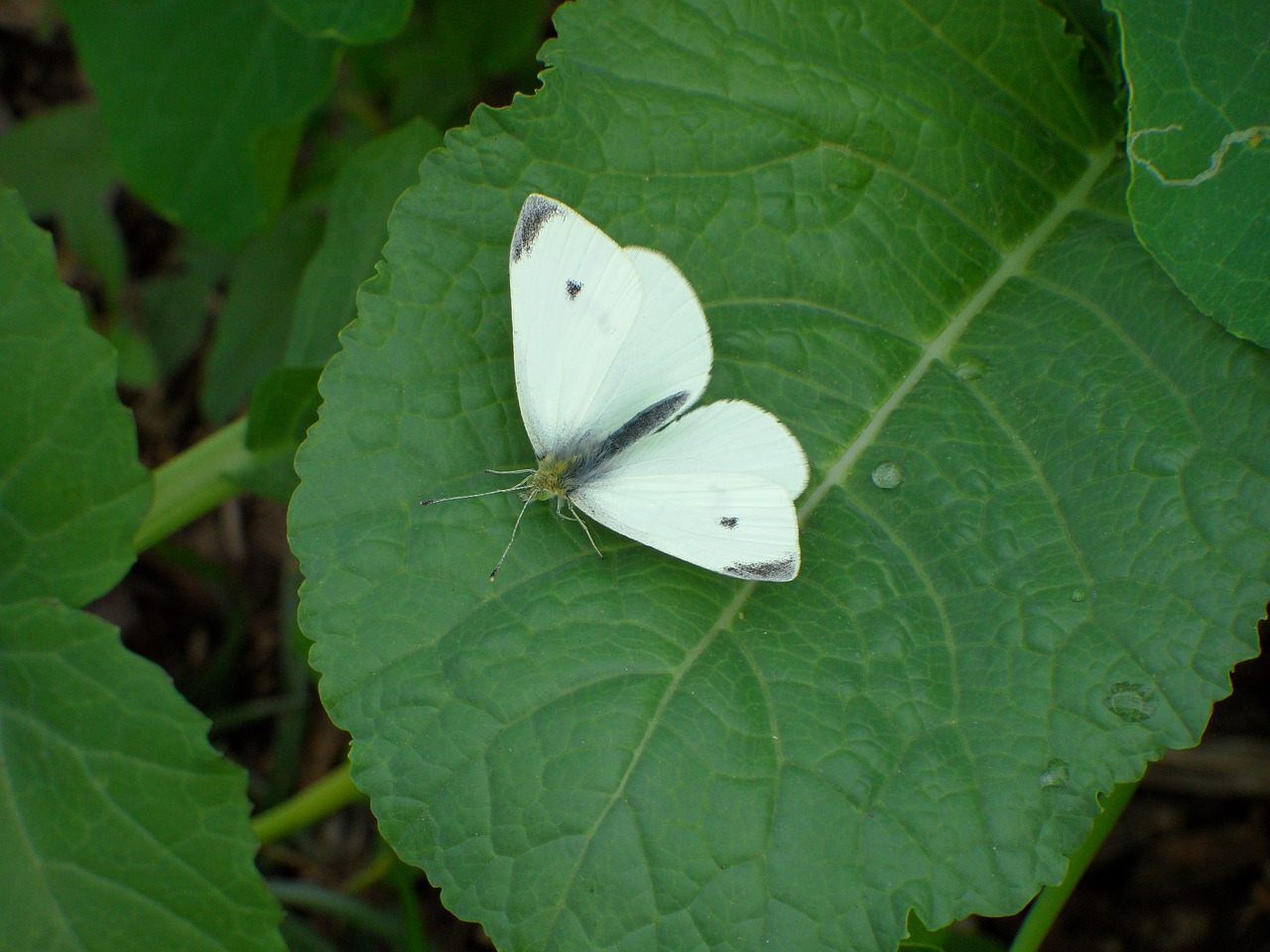 white butterfly green leave macro free photo