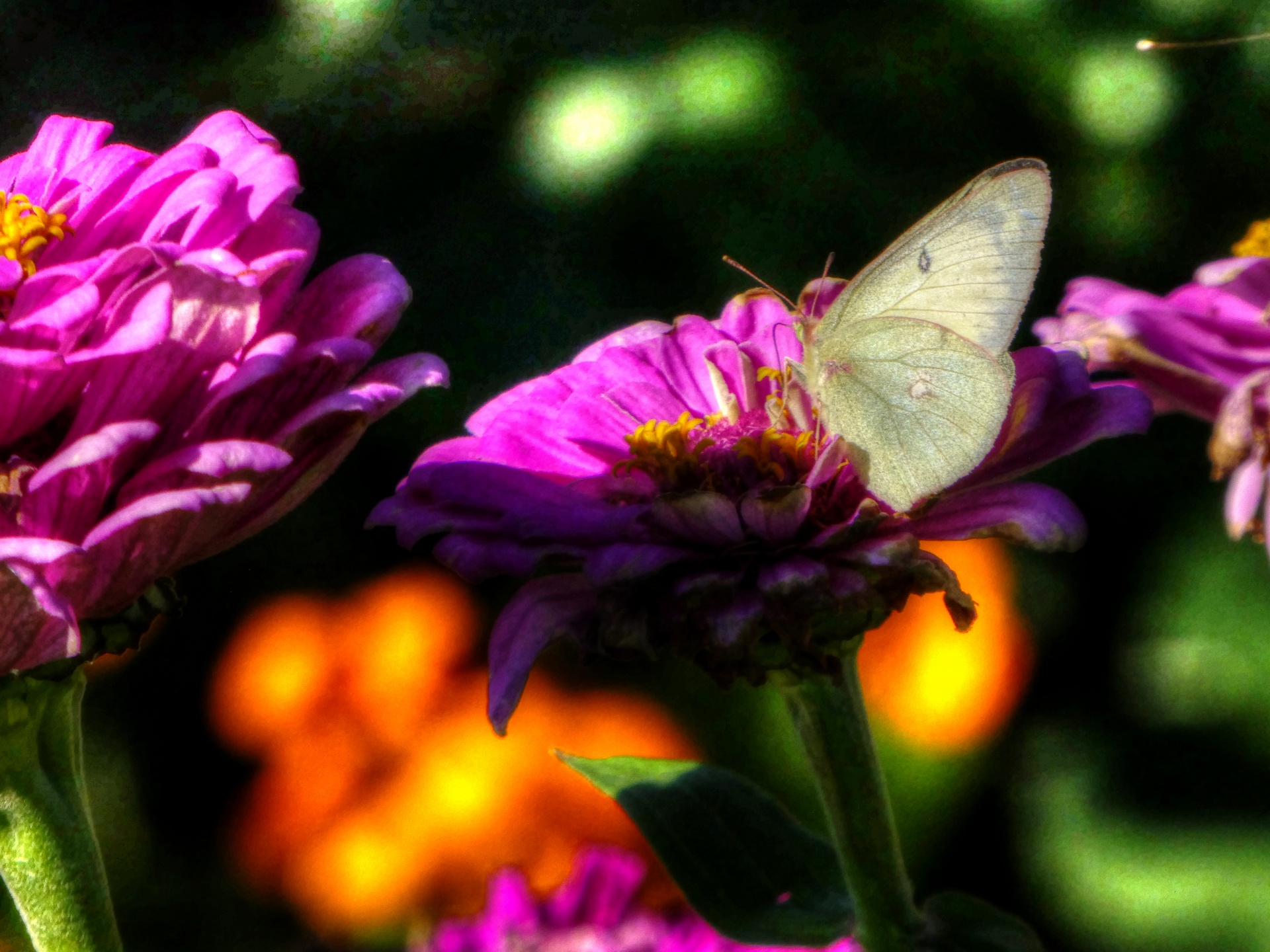 butterfly butterflies white free photo