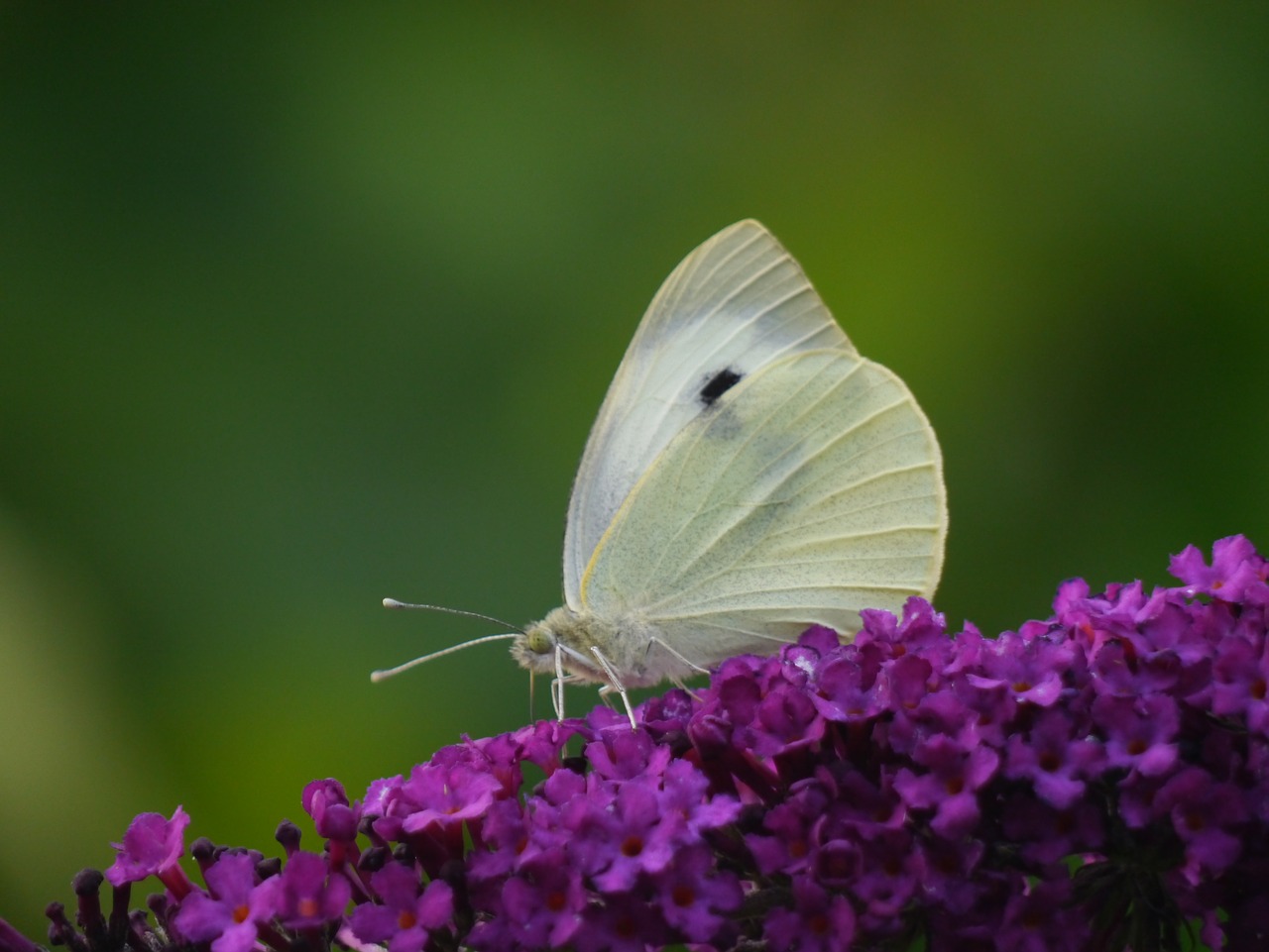 white butterfly buddleia butterfly free photo
