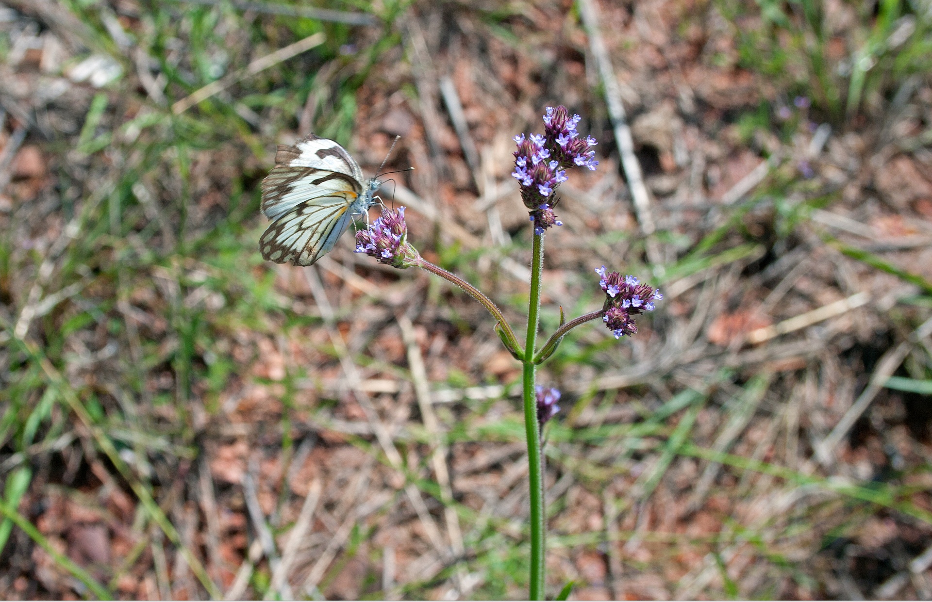 butterfly white brown free photo