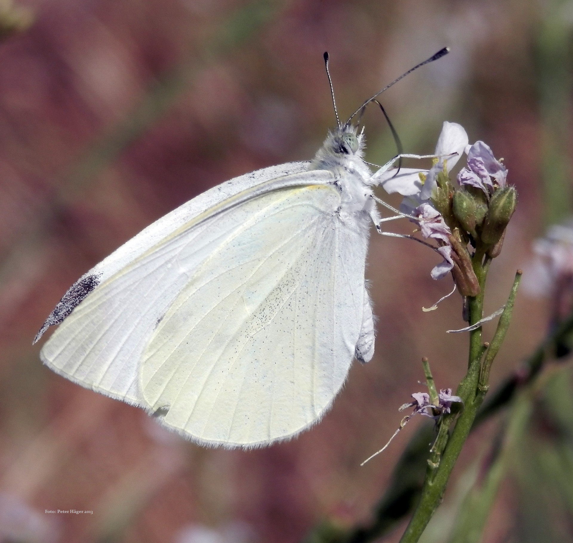 white butterfly butterfly white butterfly free photo