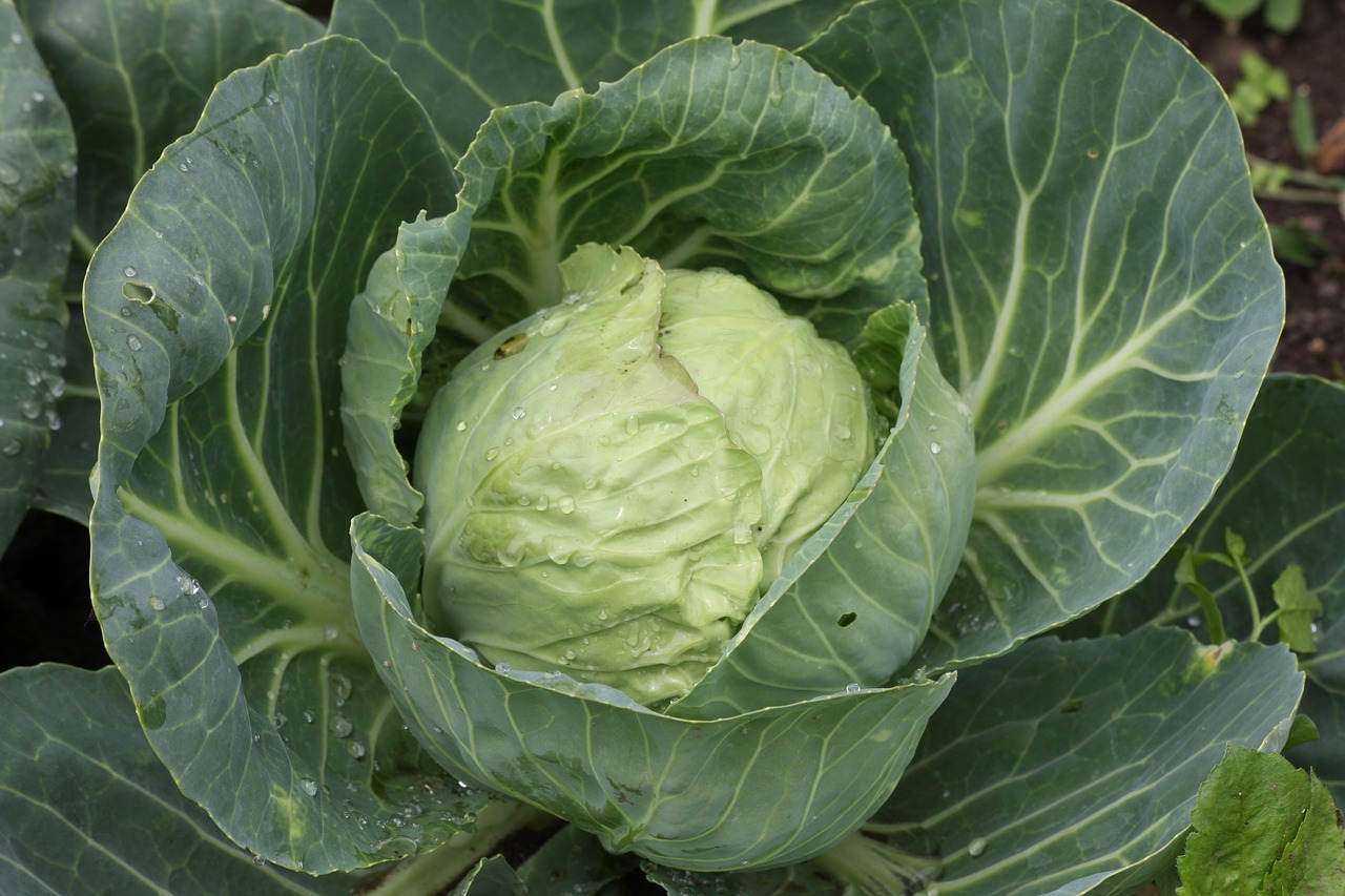 white cabbage kohl vegetables free photo