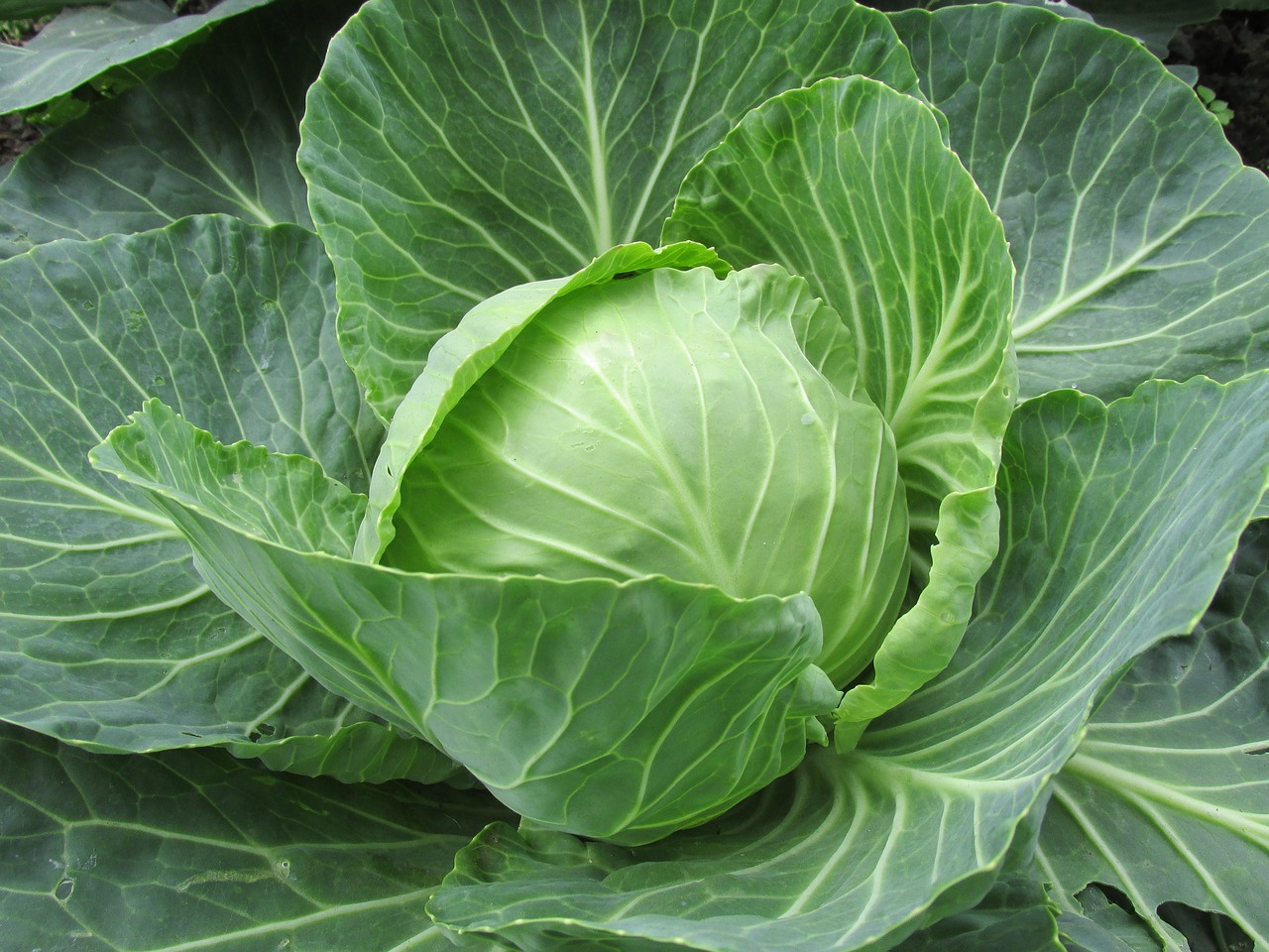 white cabbage cabbage cabbage leaves free photo