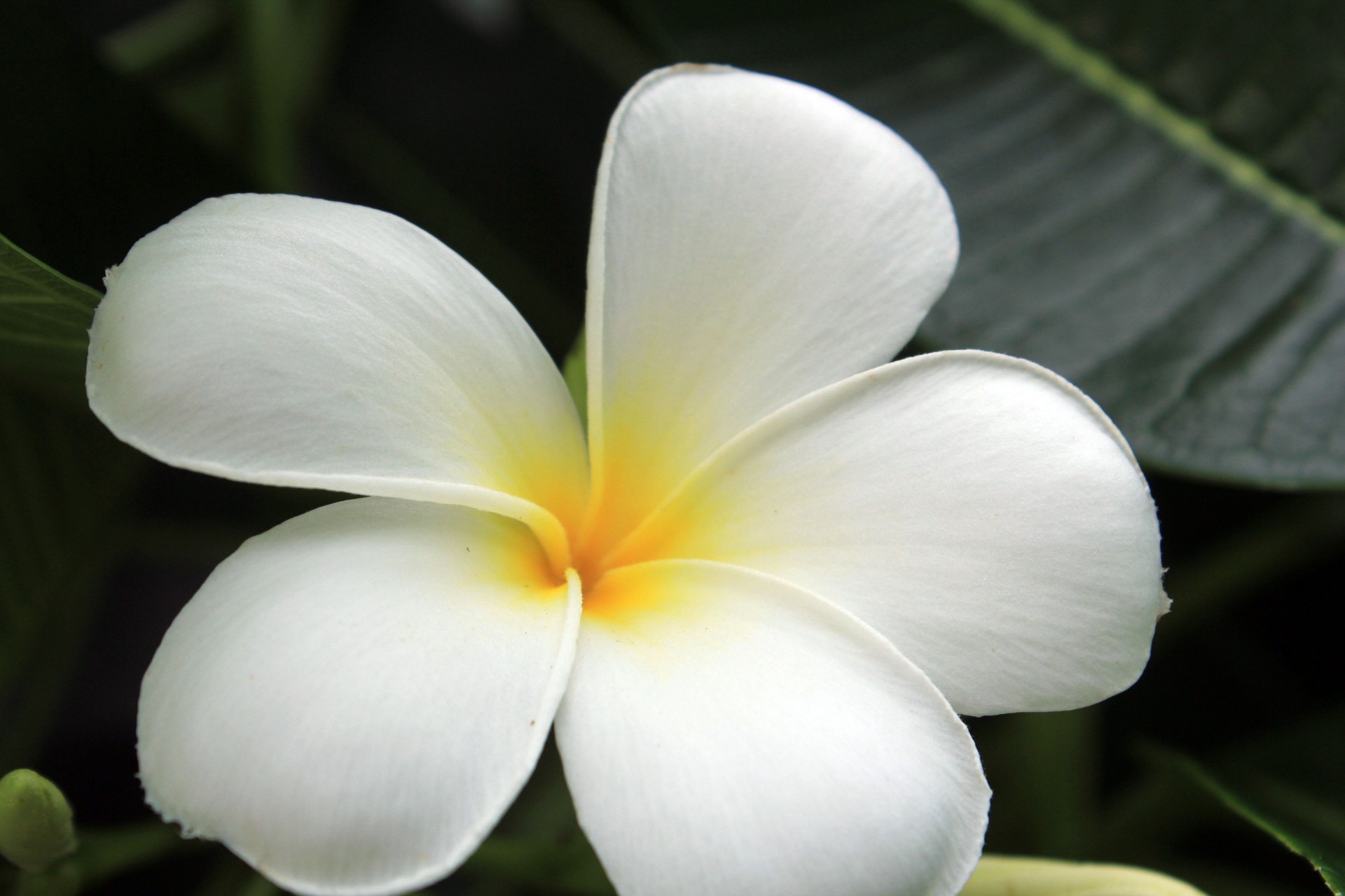 white calachuchi white flower calachuchi free photo