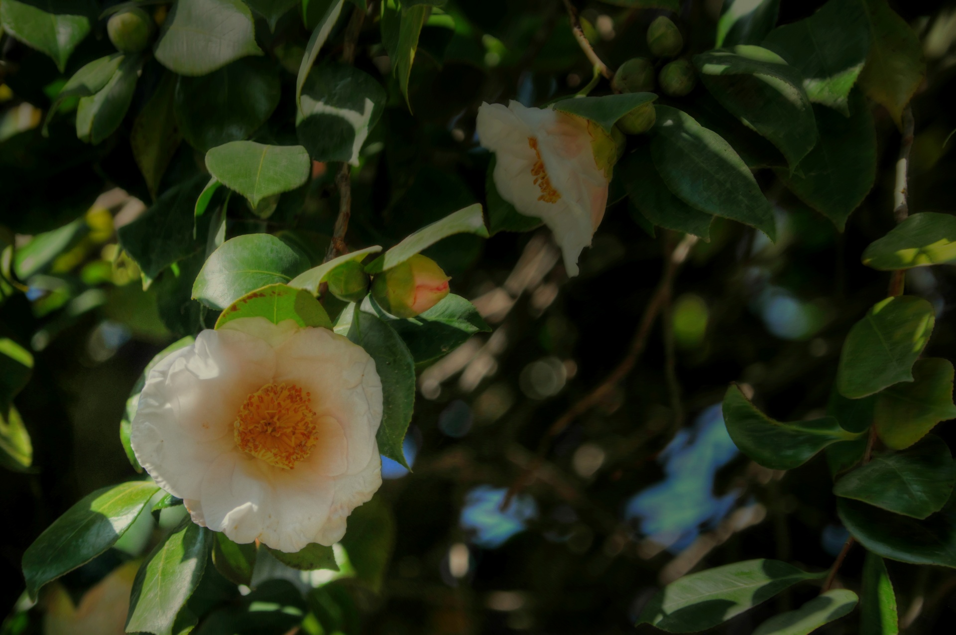 camellia camellias flower free photo