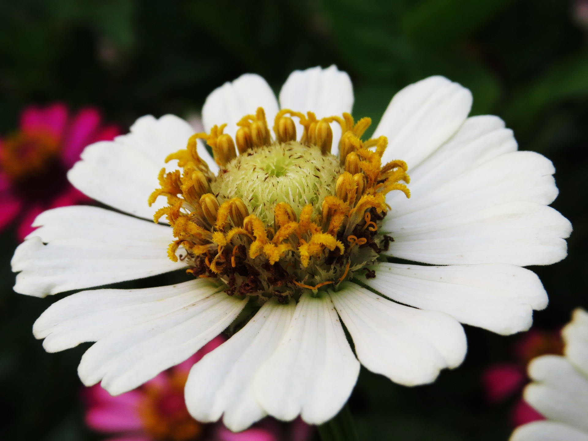 white candle flower free photo