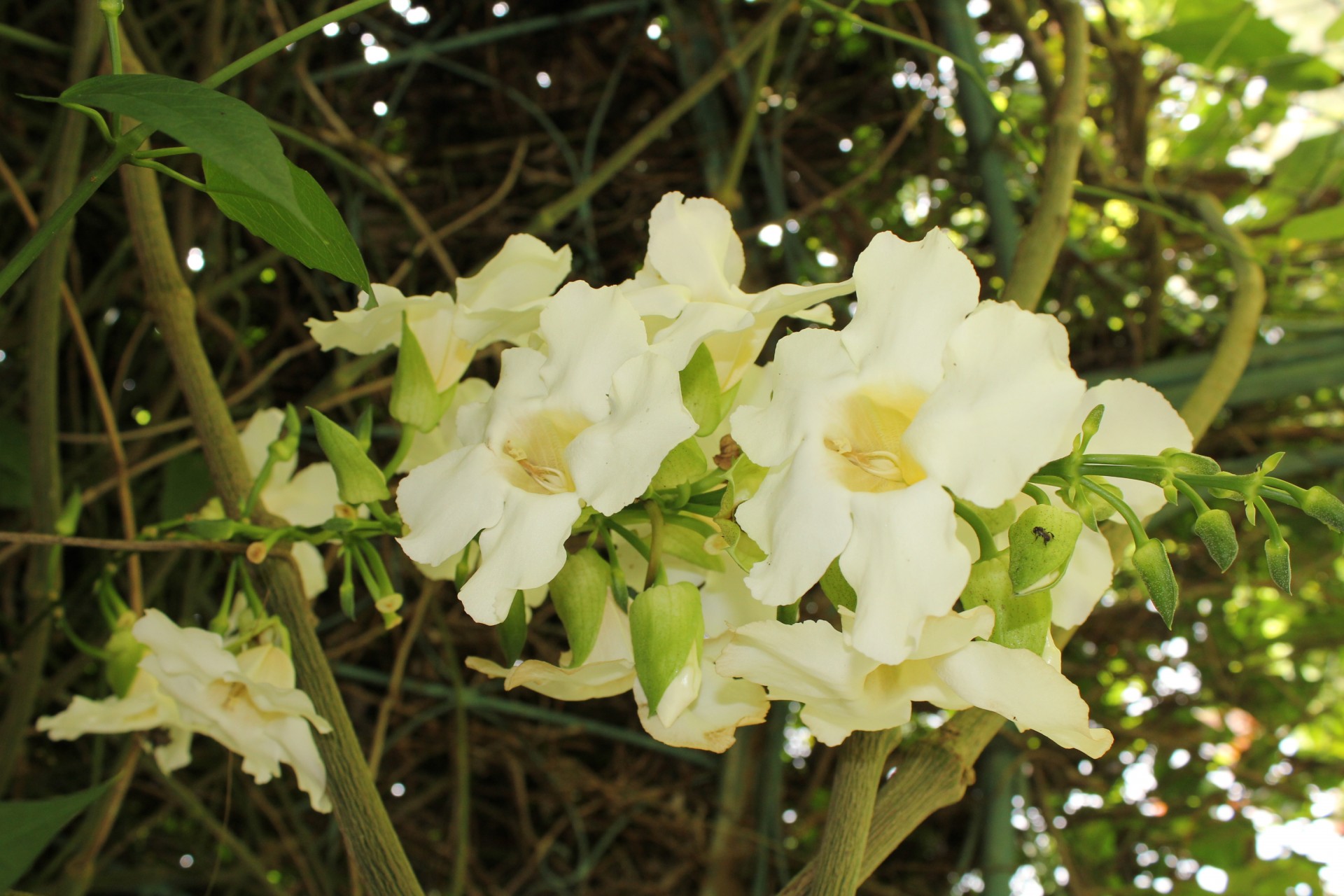 white flower flower garden petals free photo