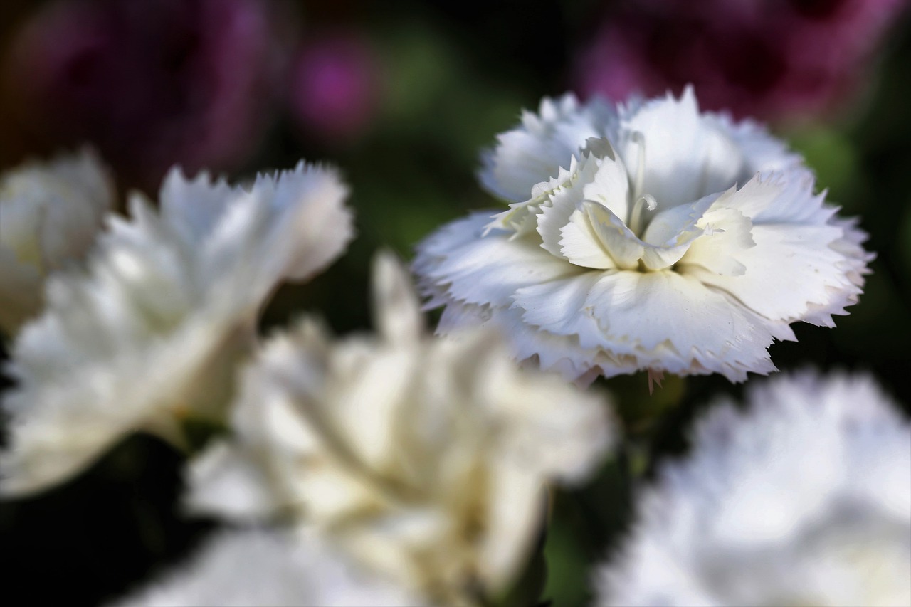 white carnations  flowers  blooming free photo