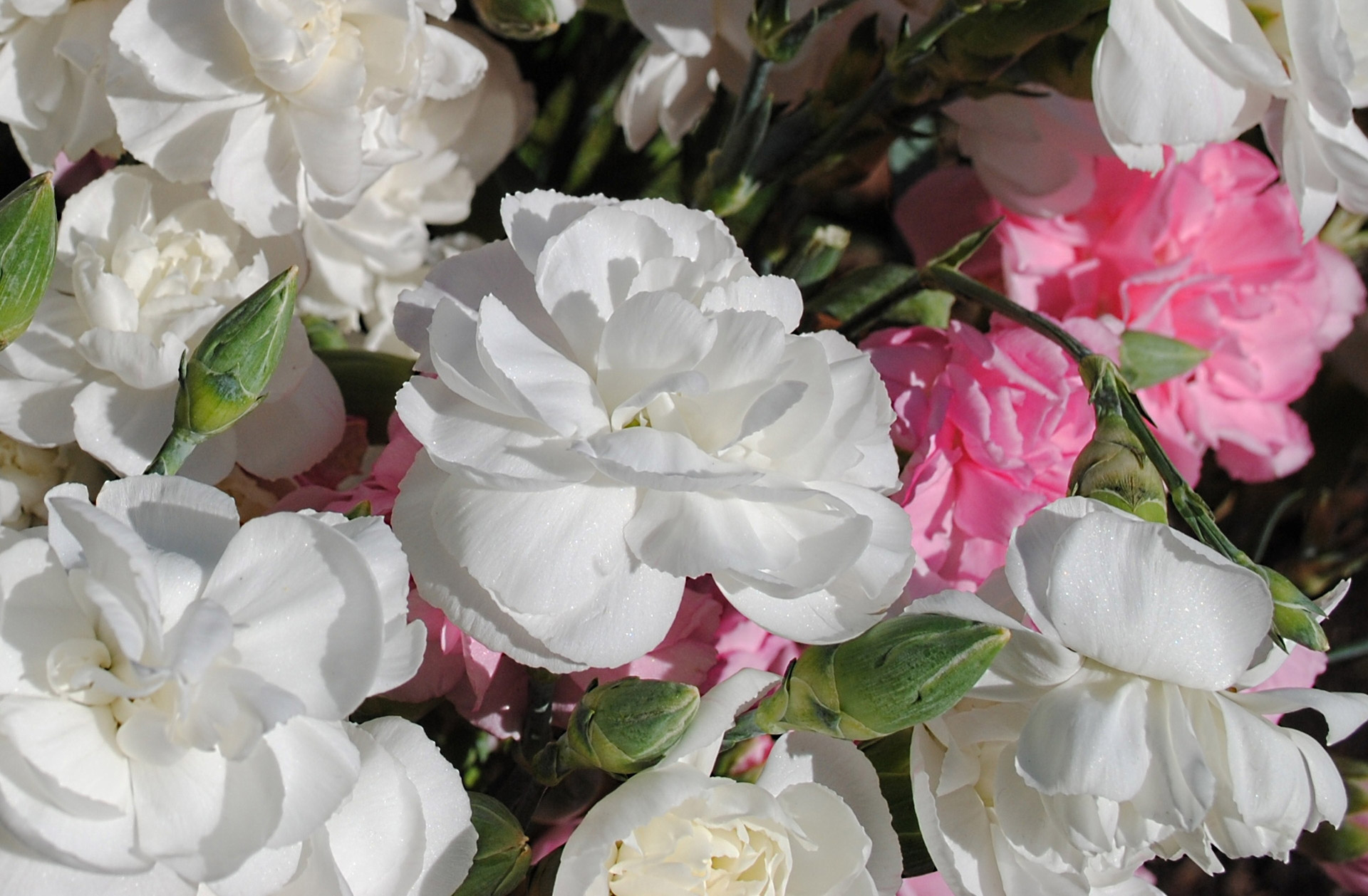 flowers carnations white free photo