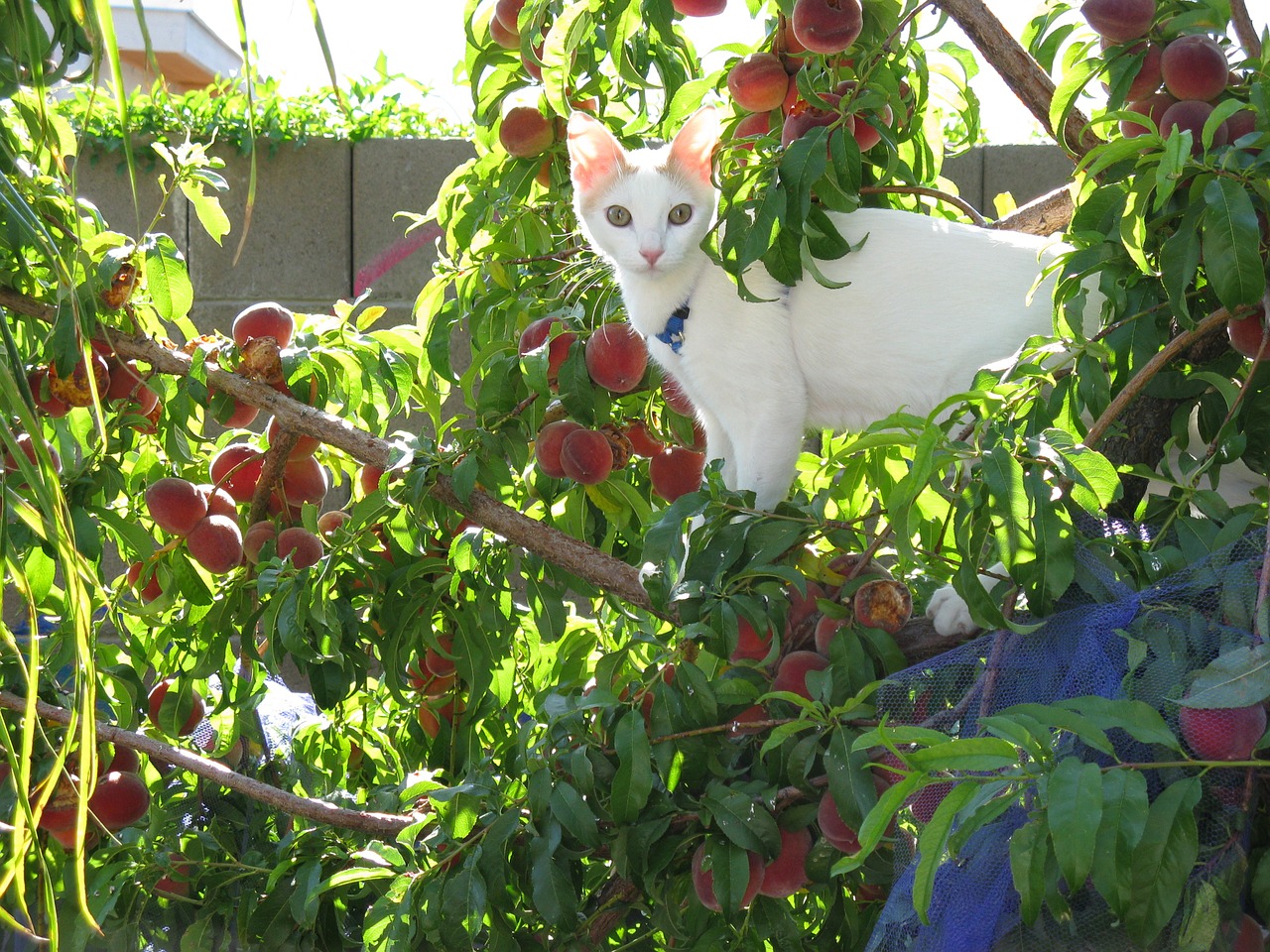 white cat peach tree humor free photo