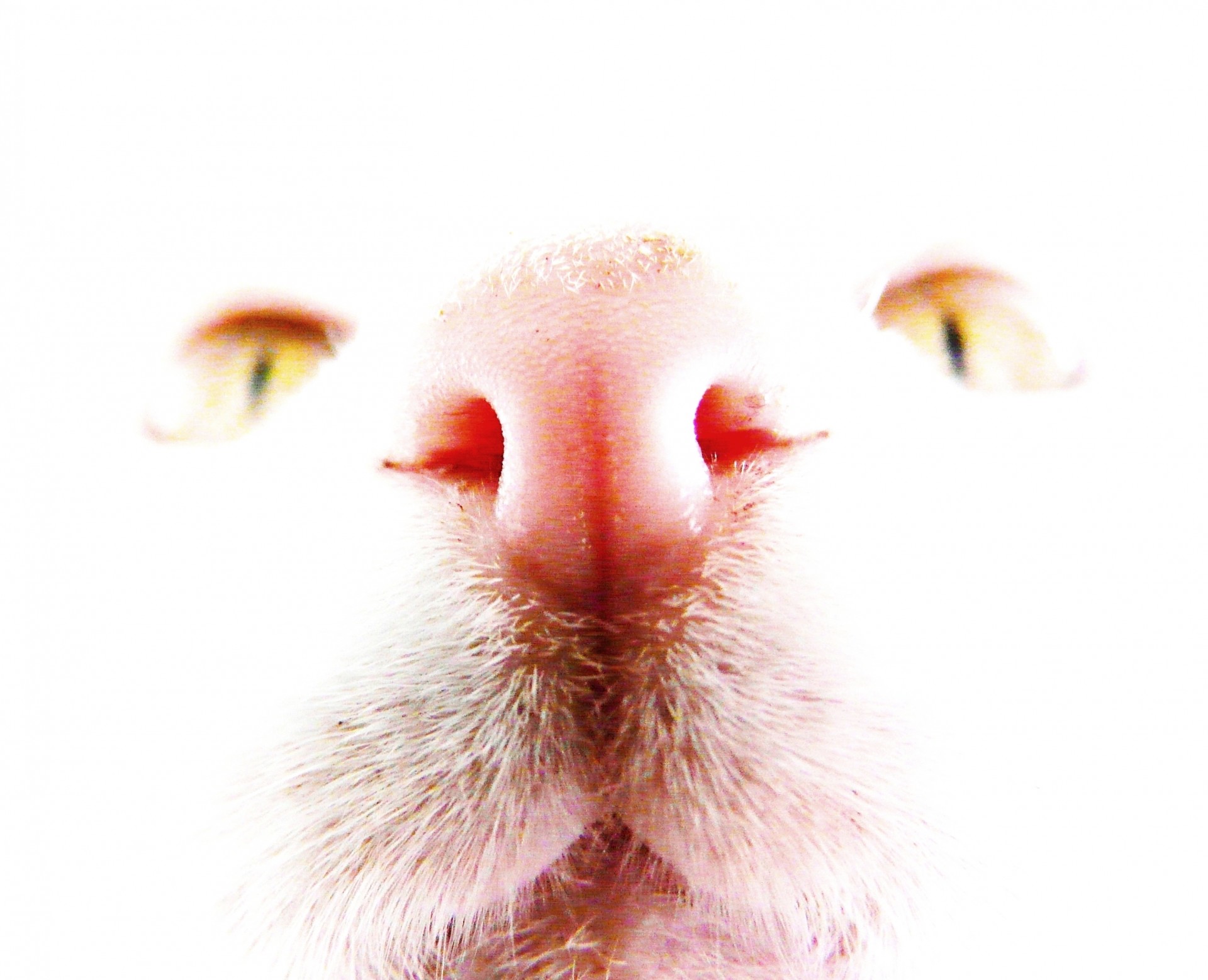 cat close-up muzzle free photo