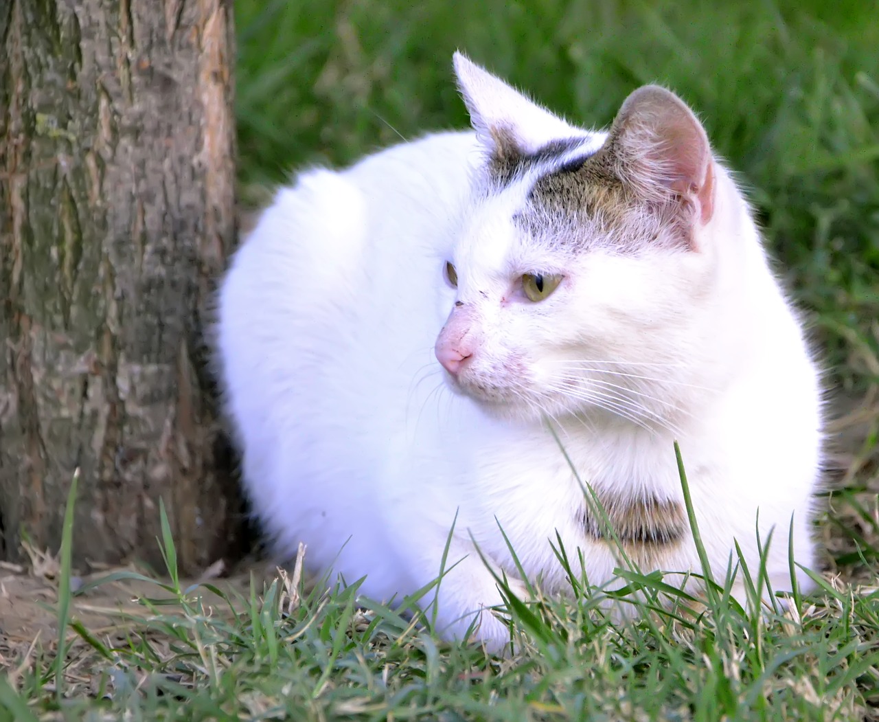 Хитрый белый кот