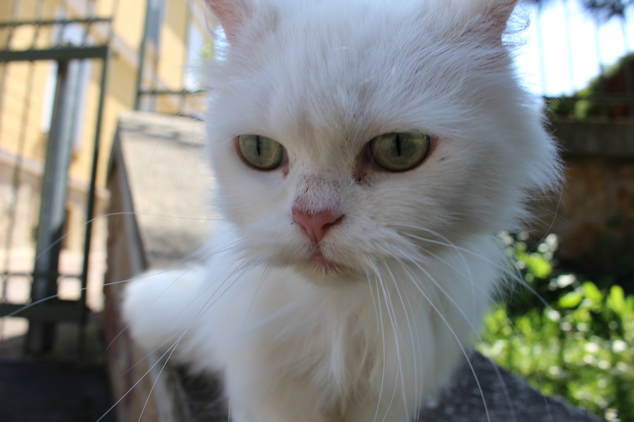 white cat kitten whiskers free photo