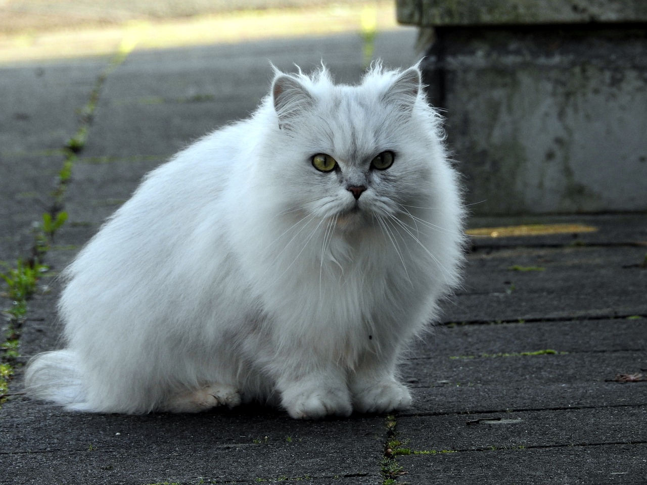 white cat cat domestic cat free photo