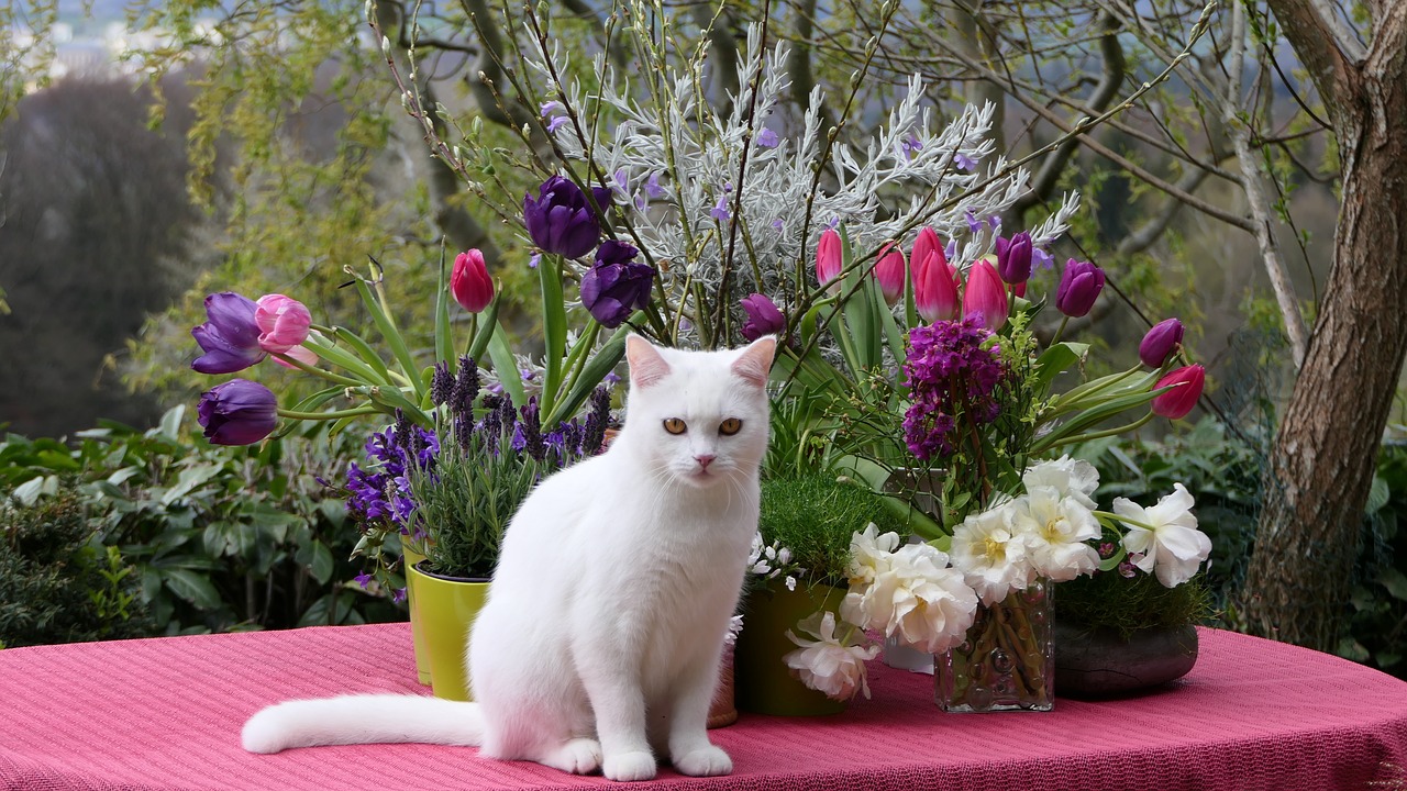 white cat  flower arrangement  bluumendekoration free photo