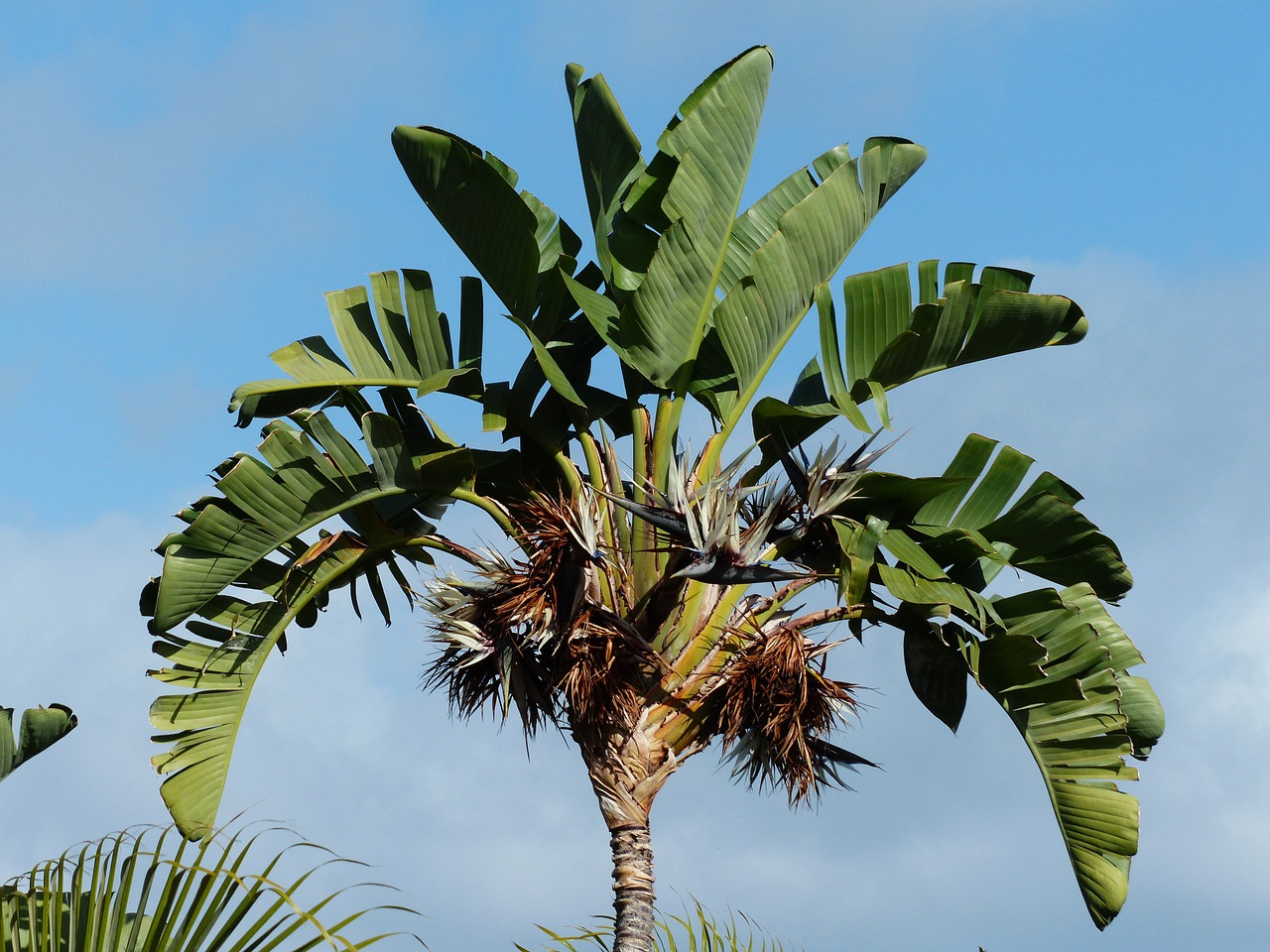 white caudata palm tree free photo