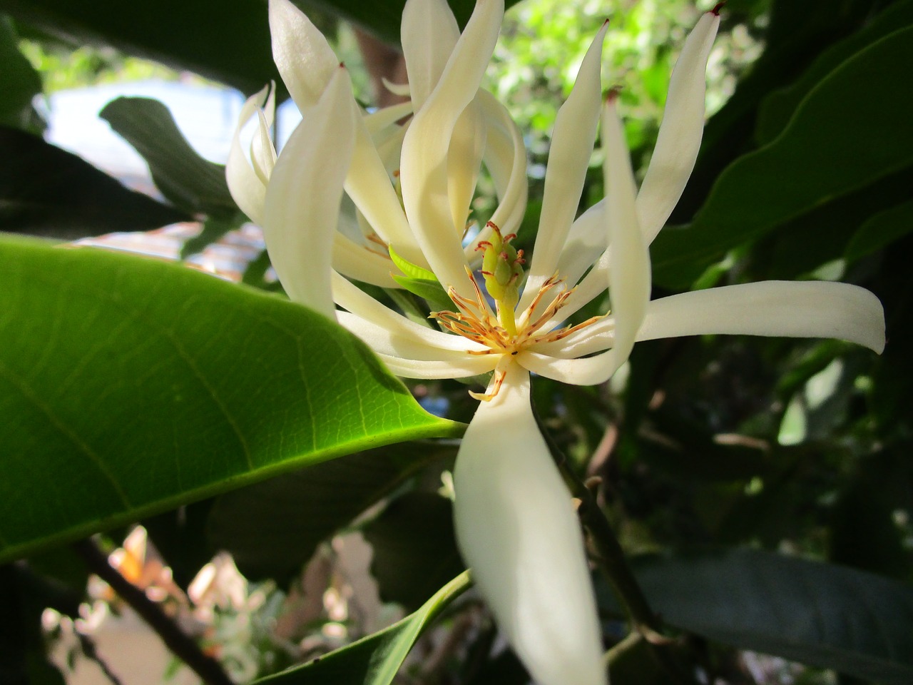 white champaca  white sandalwood  flower free photo