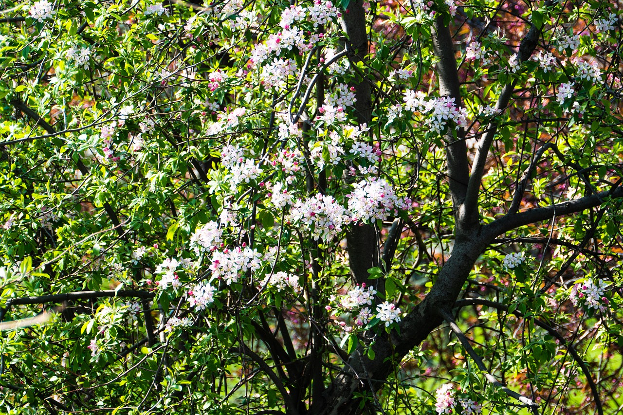 white cherry  spring  tree free photo